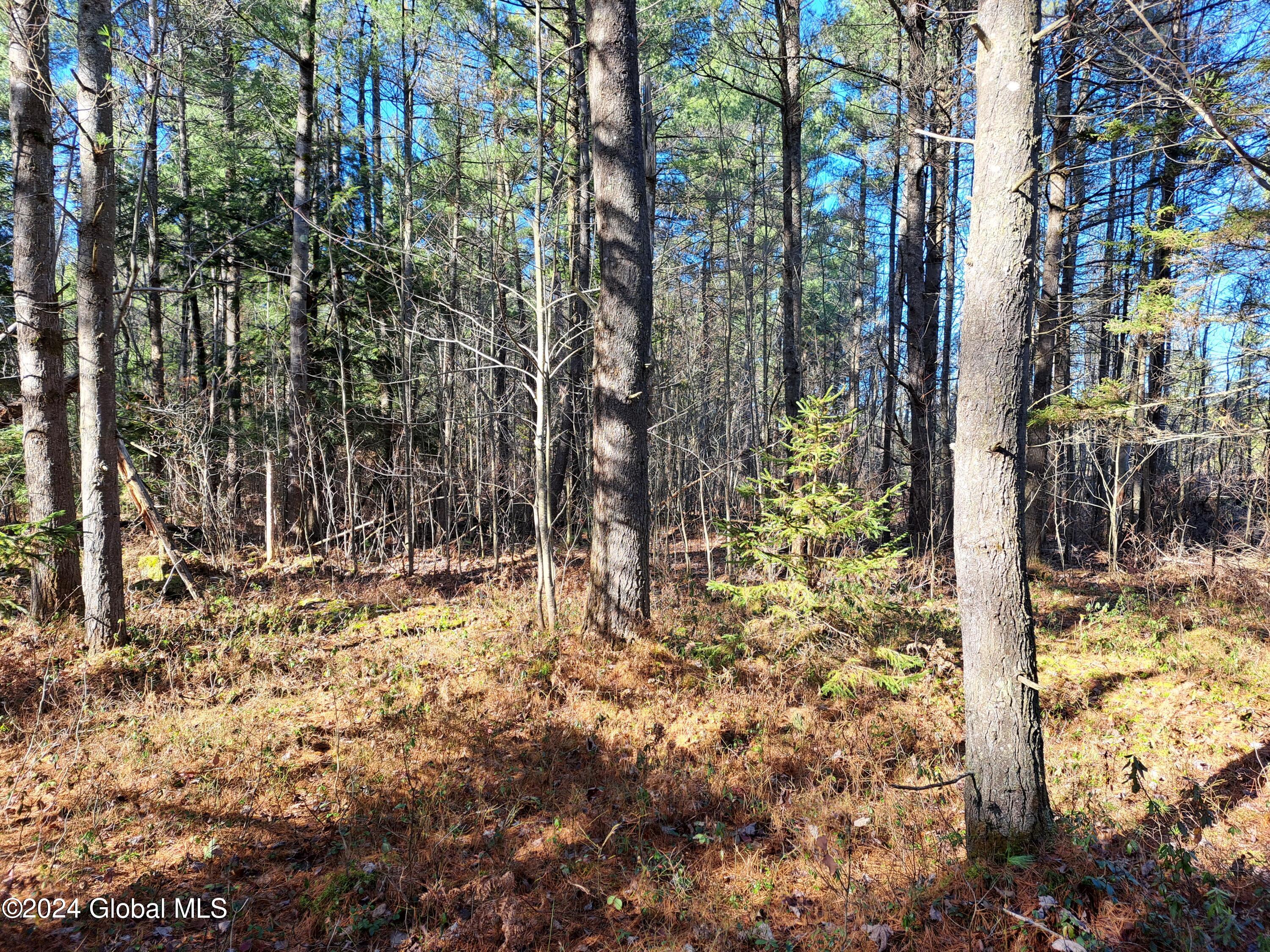 L1.4 Drown Road Ellenburg Depot, NY 12935 - Photo 53 of 89 54 Mature Pine
