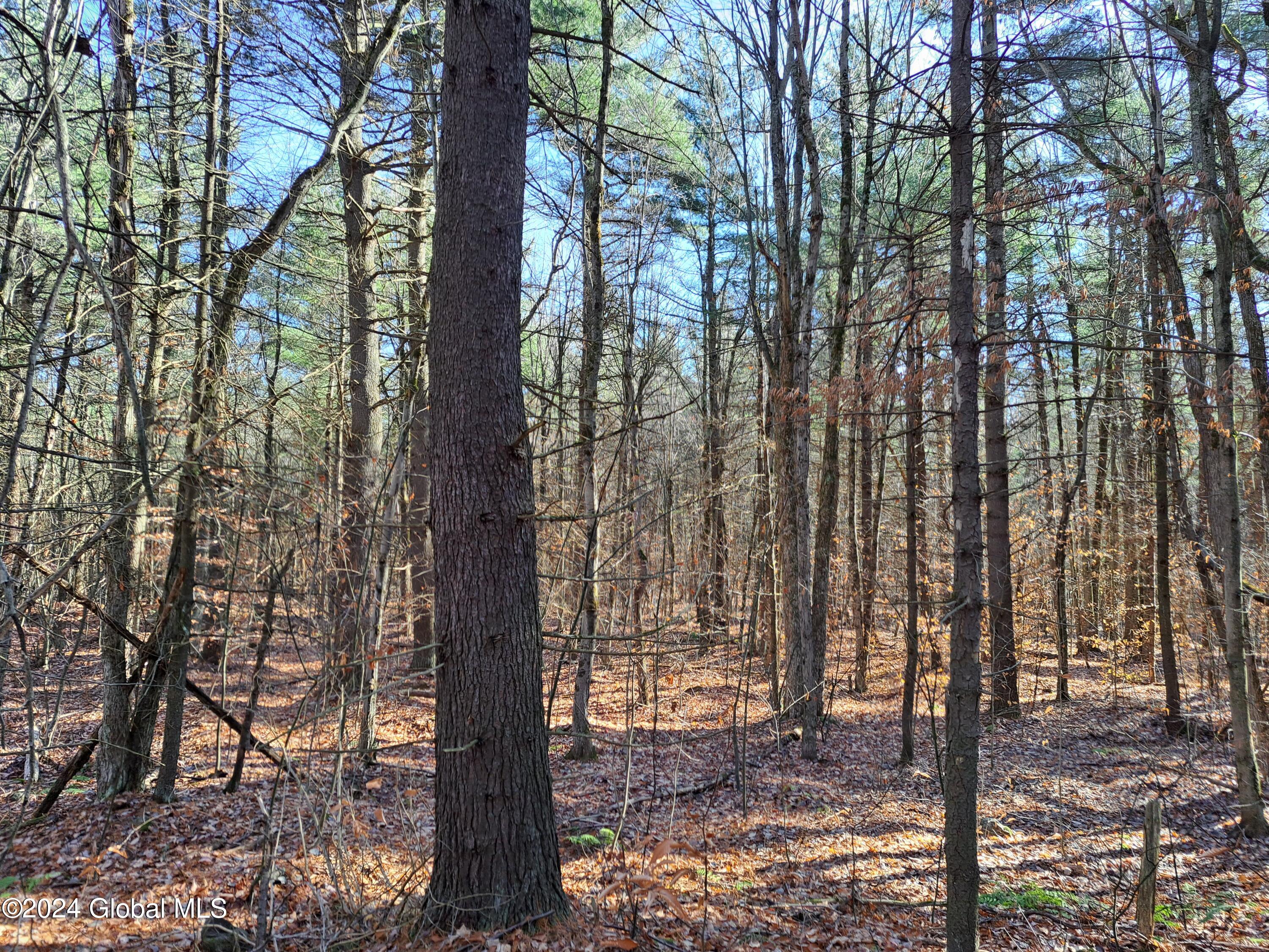 L1.4 Drown Road Ellenburg Depot, NY 12935 - Photo 55 of 89 56 Mature Pine
