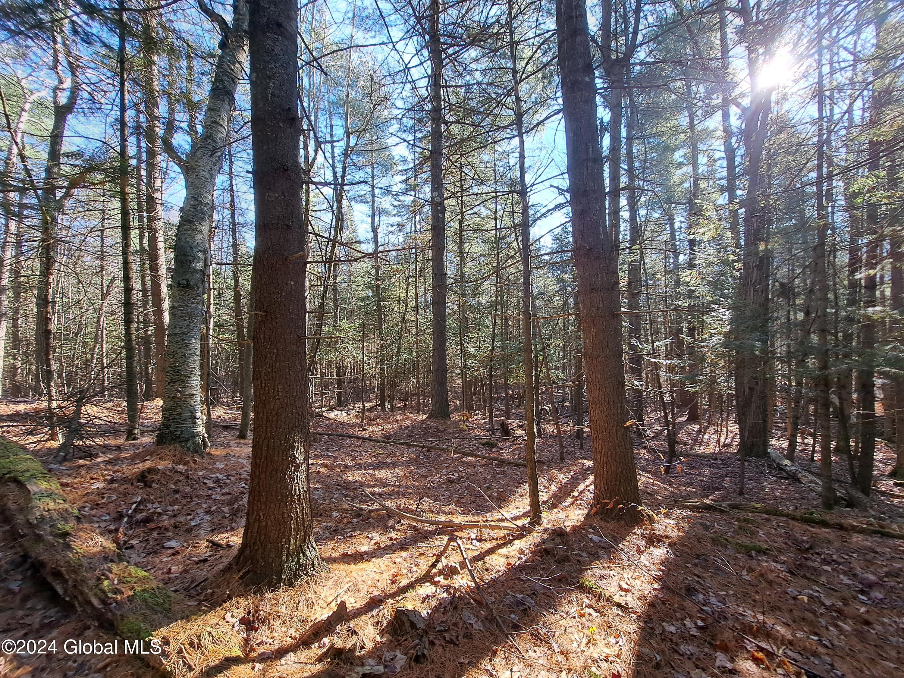 L1.4 Drown Road Ellenburg Depot, NY 12935 - Photo 56 of 89 57 Mature Pine