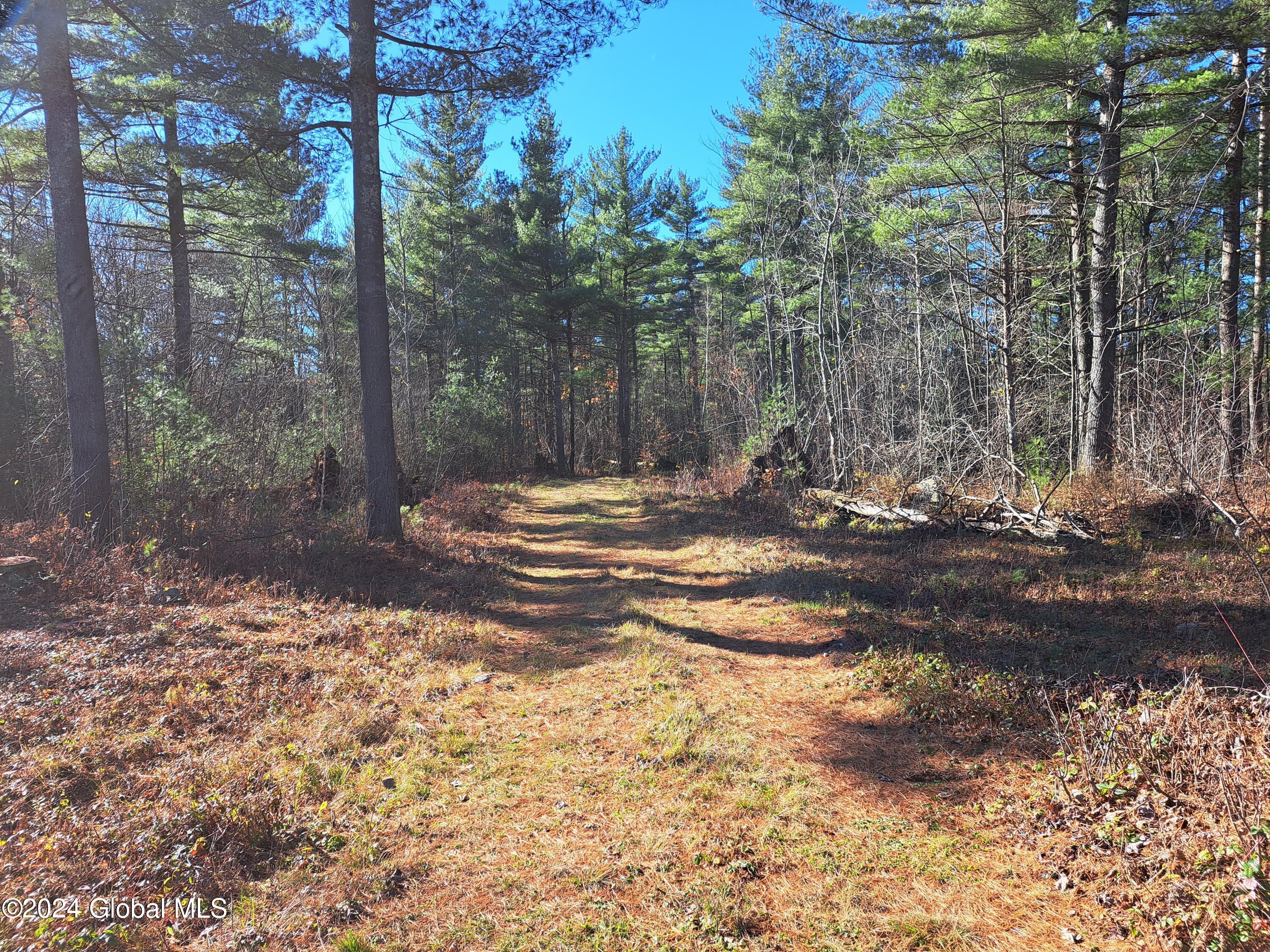 L1.4 Drown Road Ellenburg Depot, NY 12935 - Photo 68 of 89 69 Mature Pines near Cabin