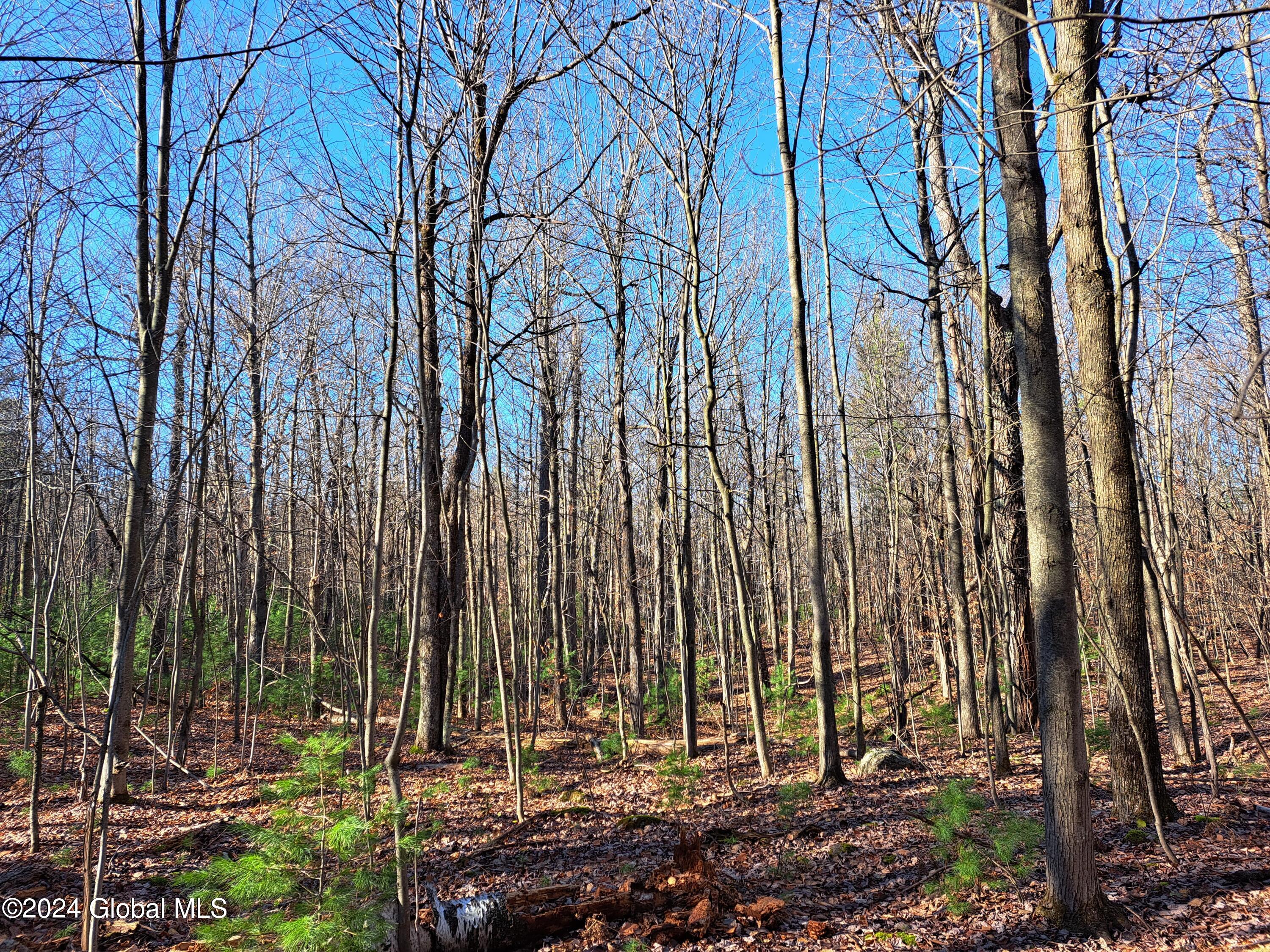 L1.4 Drown Road Ellenburg Depot, NY 12935 - Photo 75 of 89 76 Mixed Hardwoods