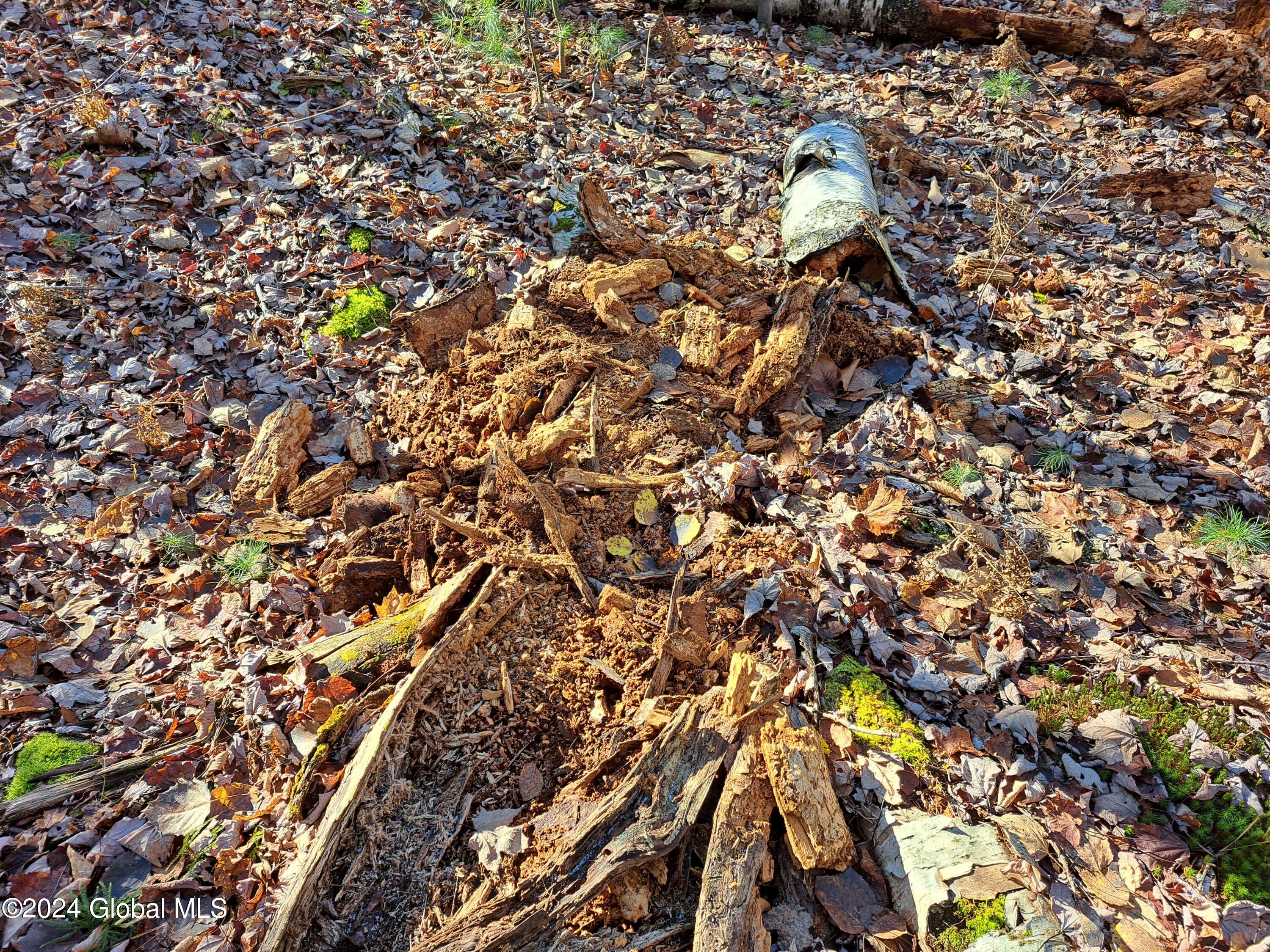 L1.4 Drown Road Ellenburg Depot, NY 12935 - Photo 76 of 89 77 Black Bear Forgaing for Insects