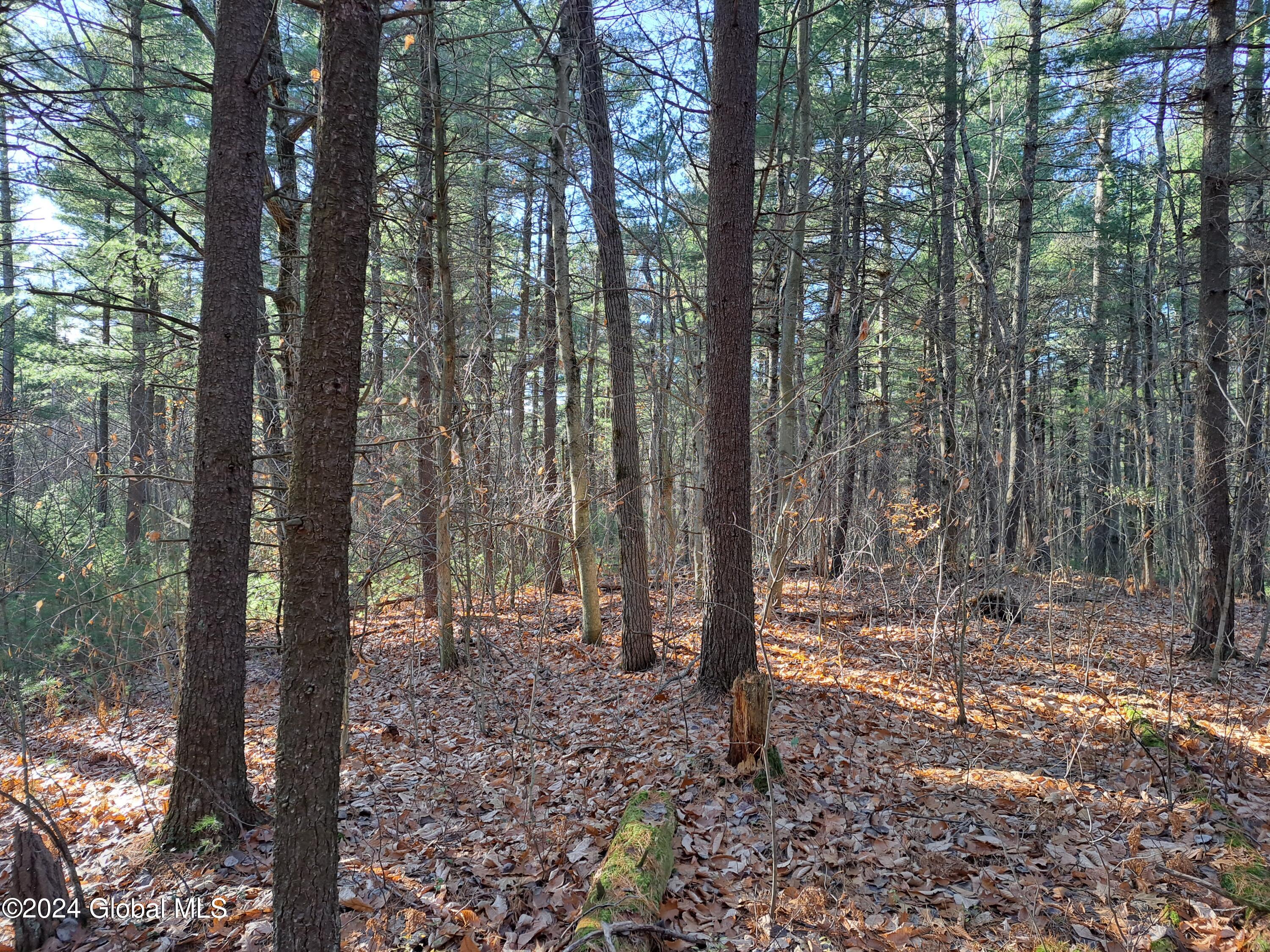L1.4 Drown Road Ellenburg Depot, NY 12935 - Photo 79 of 89 80 Mature Forest