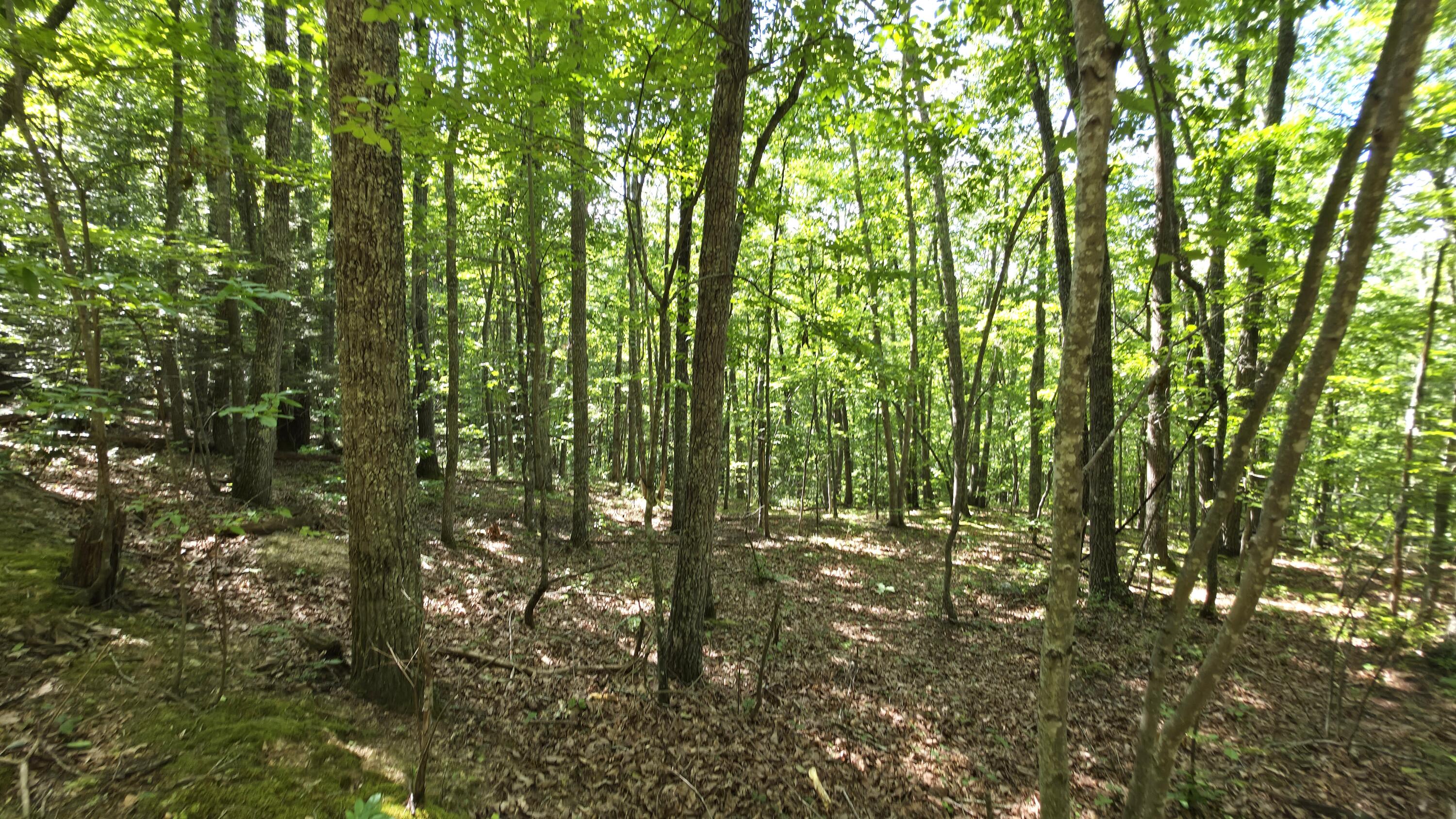1871 Wayside Talcott Road Wayside, WV 24985 - Photo 69 of 85 Gallery Image 69
