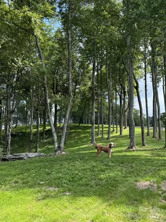 a garden with trees in the background