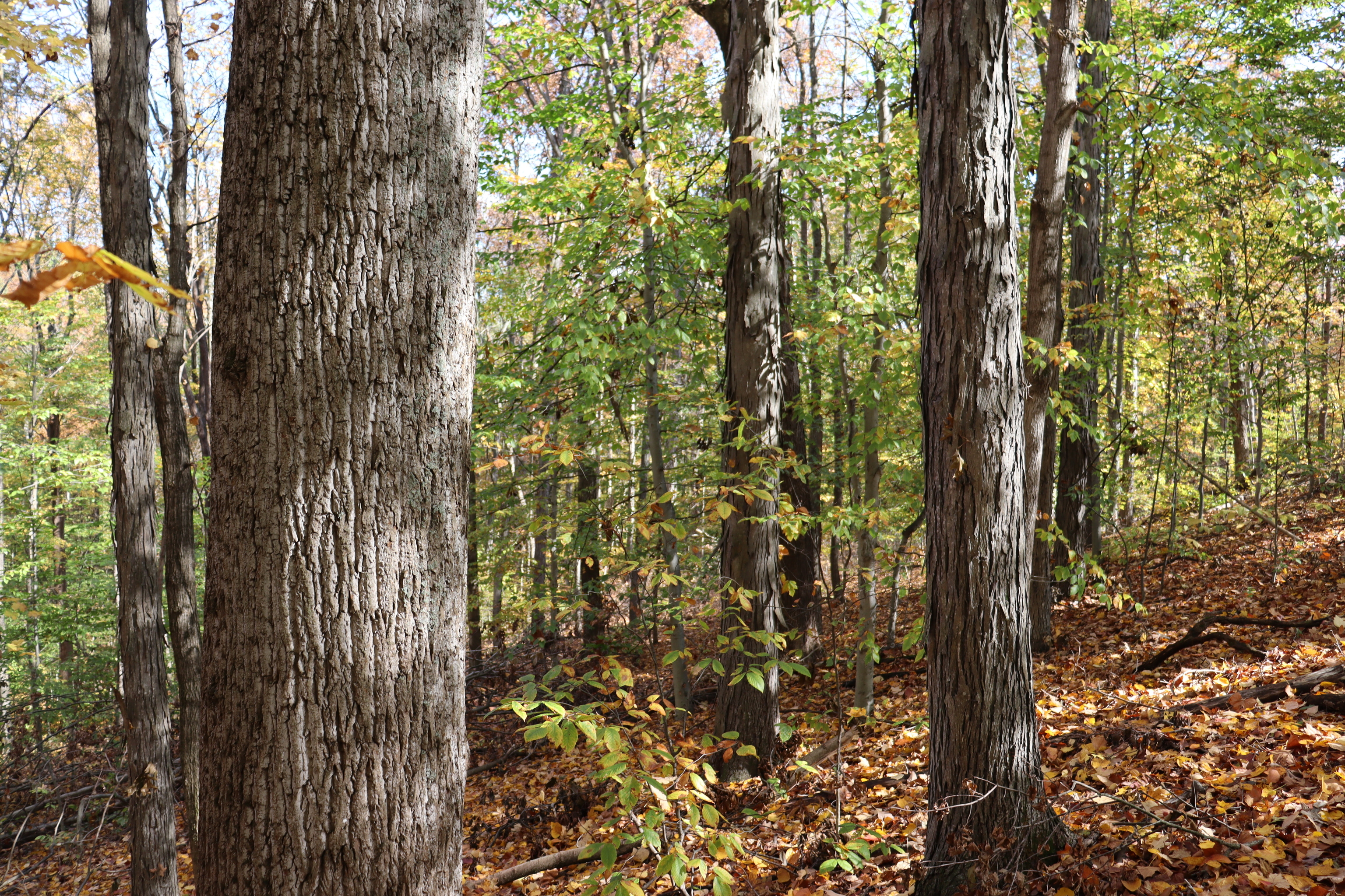 8002 Neill Road Bloomfield, IN 47424 - Photo 11 of 98