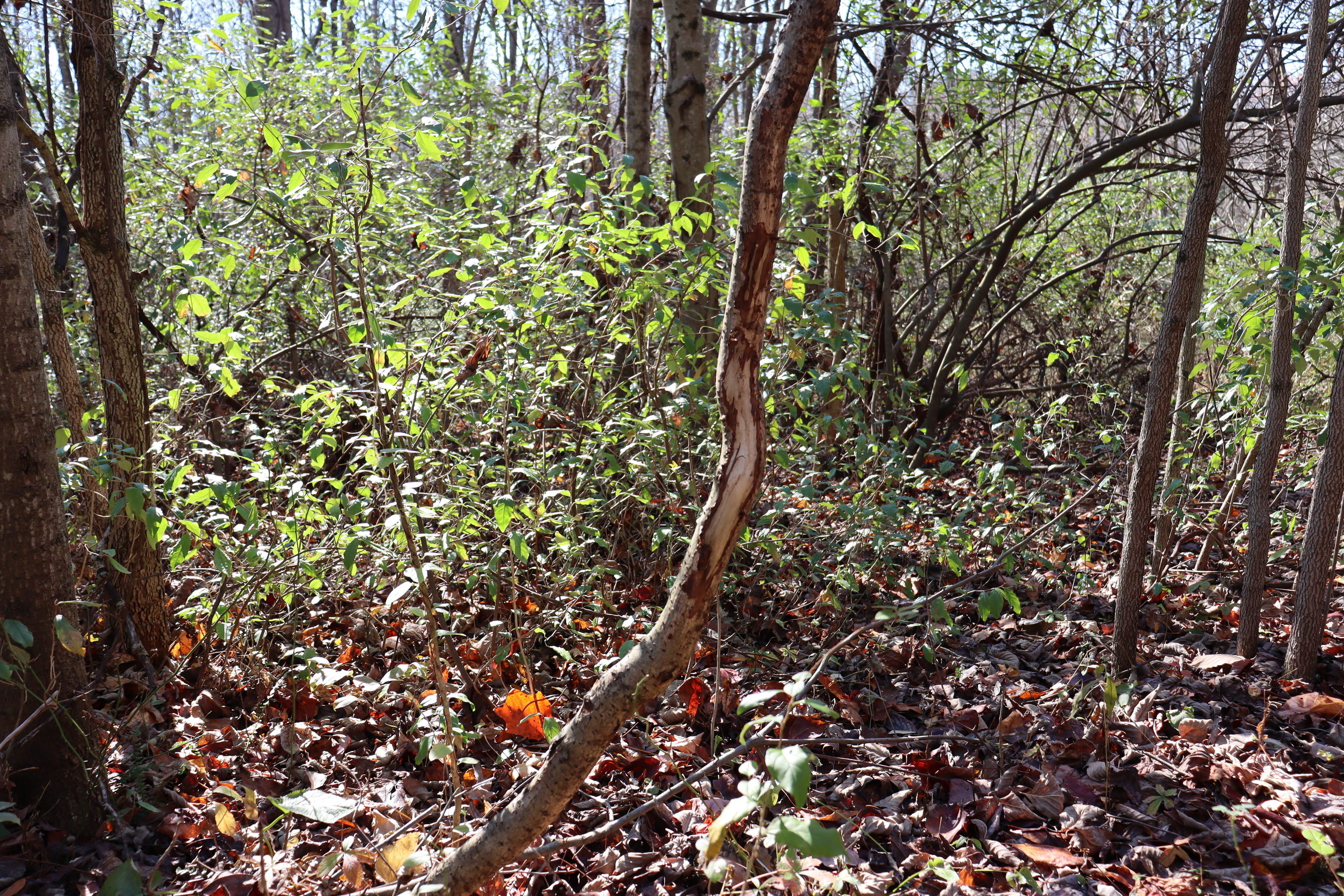 8002 Neill Road Bloomfield, IN 47424 - Photo 74 of 98