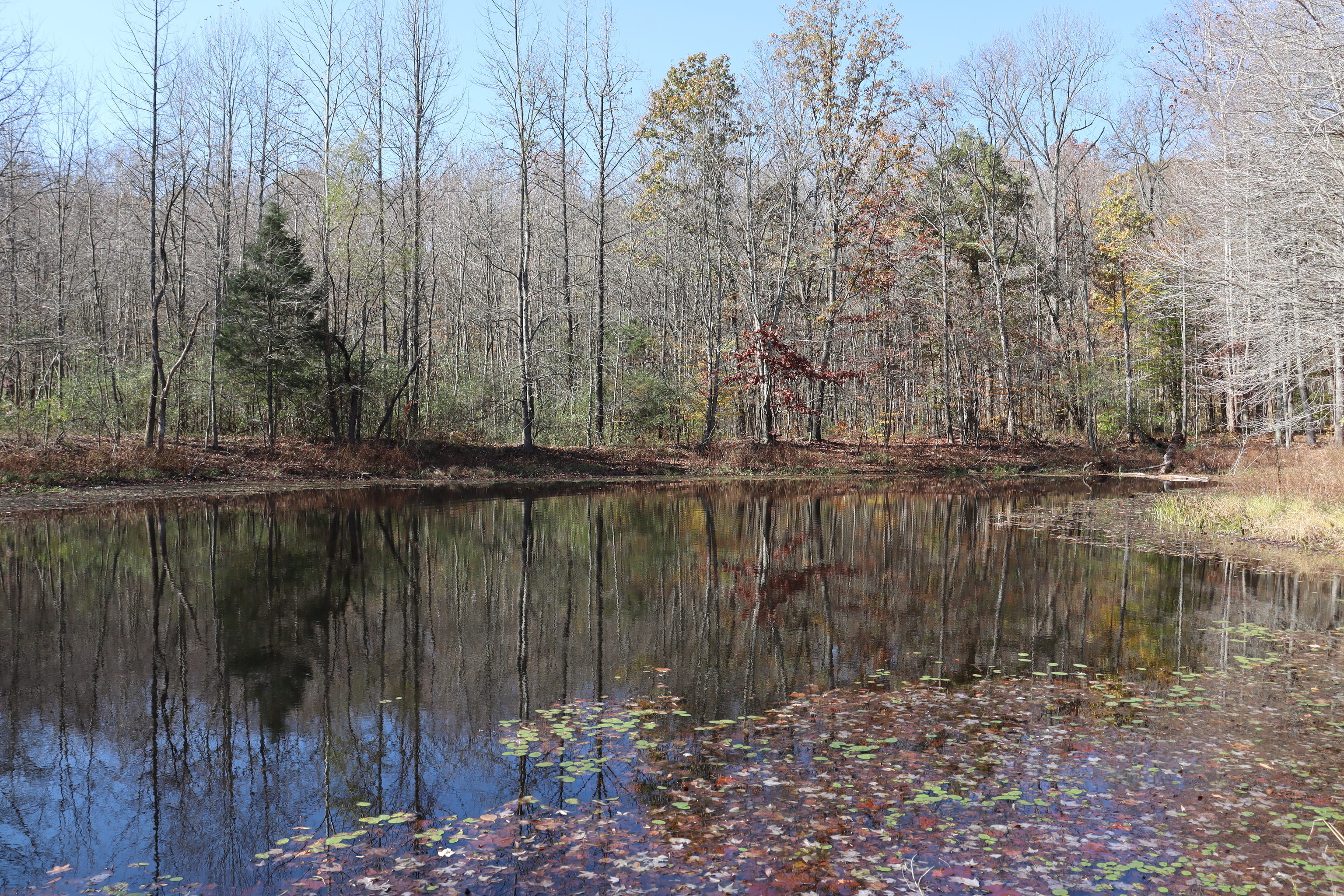 8002 Neill Road Bloomfield, IN 47424 - Photo 75 of 98