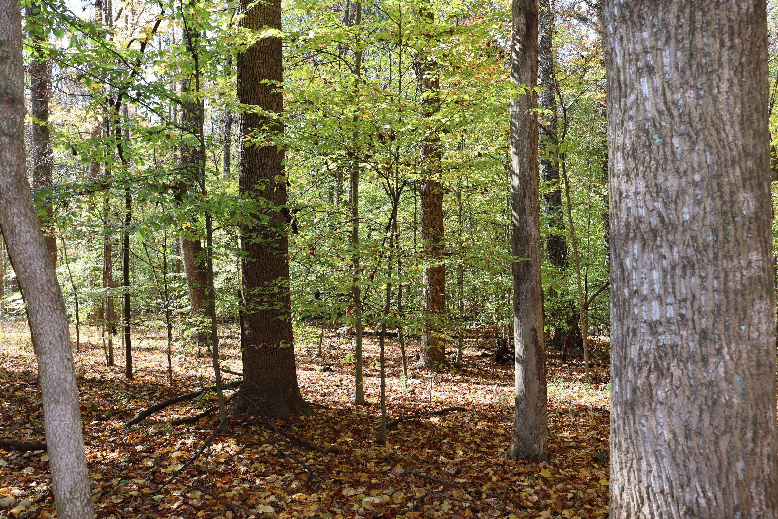 8002 Neill Road Bloomfield, IN 47424 - Photo 77 of 98