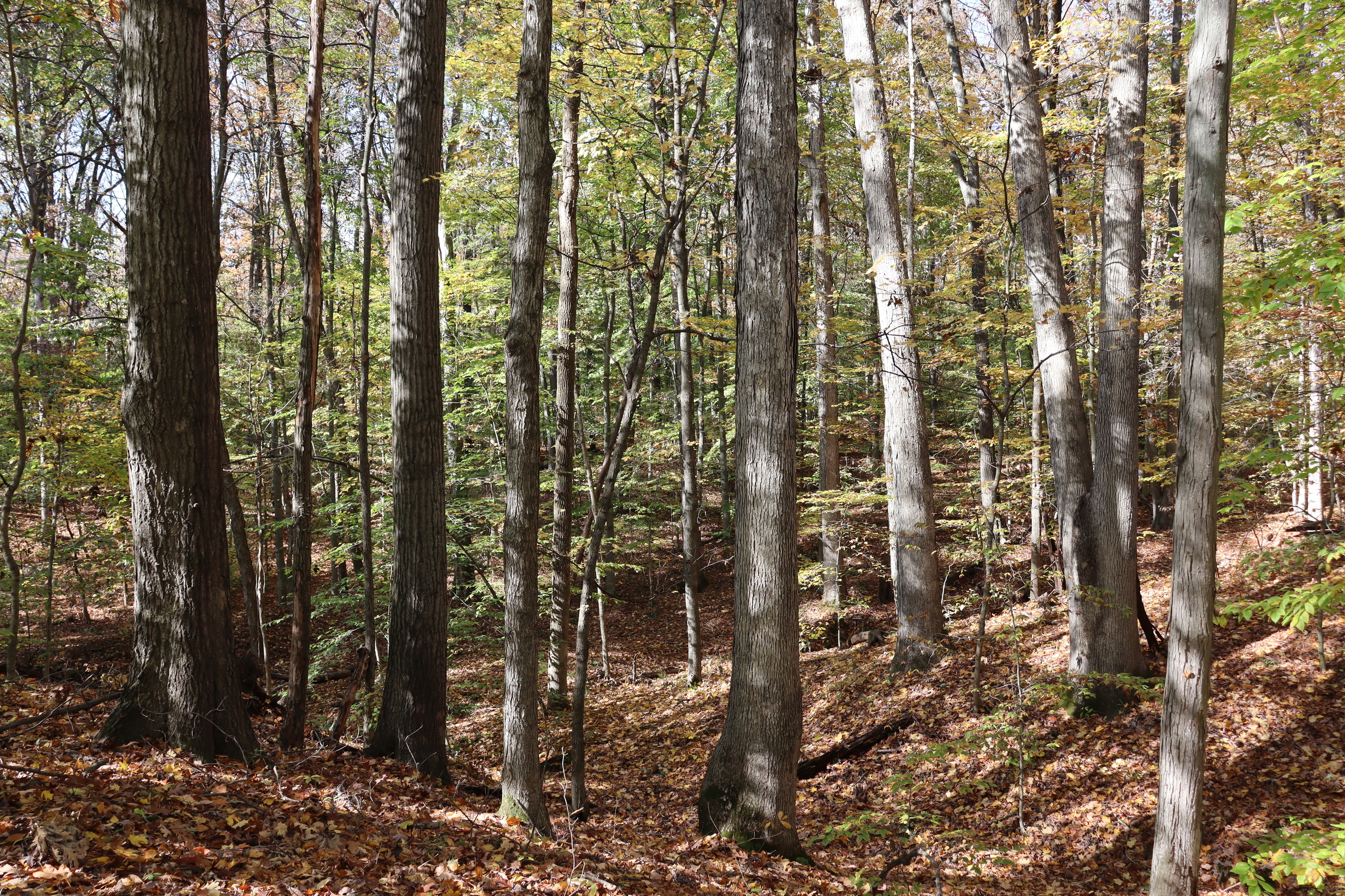 8002 Neill Road Bloomfield, IN 47424 - Photo 78 of 98