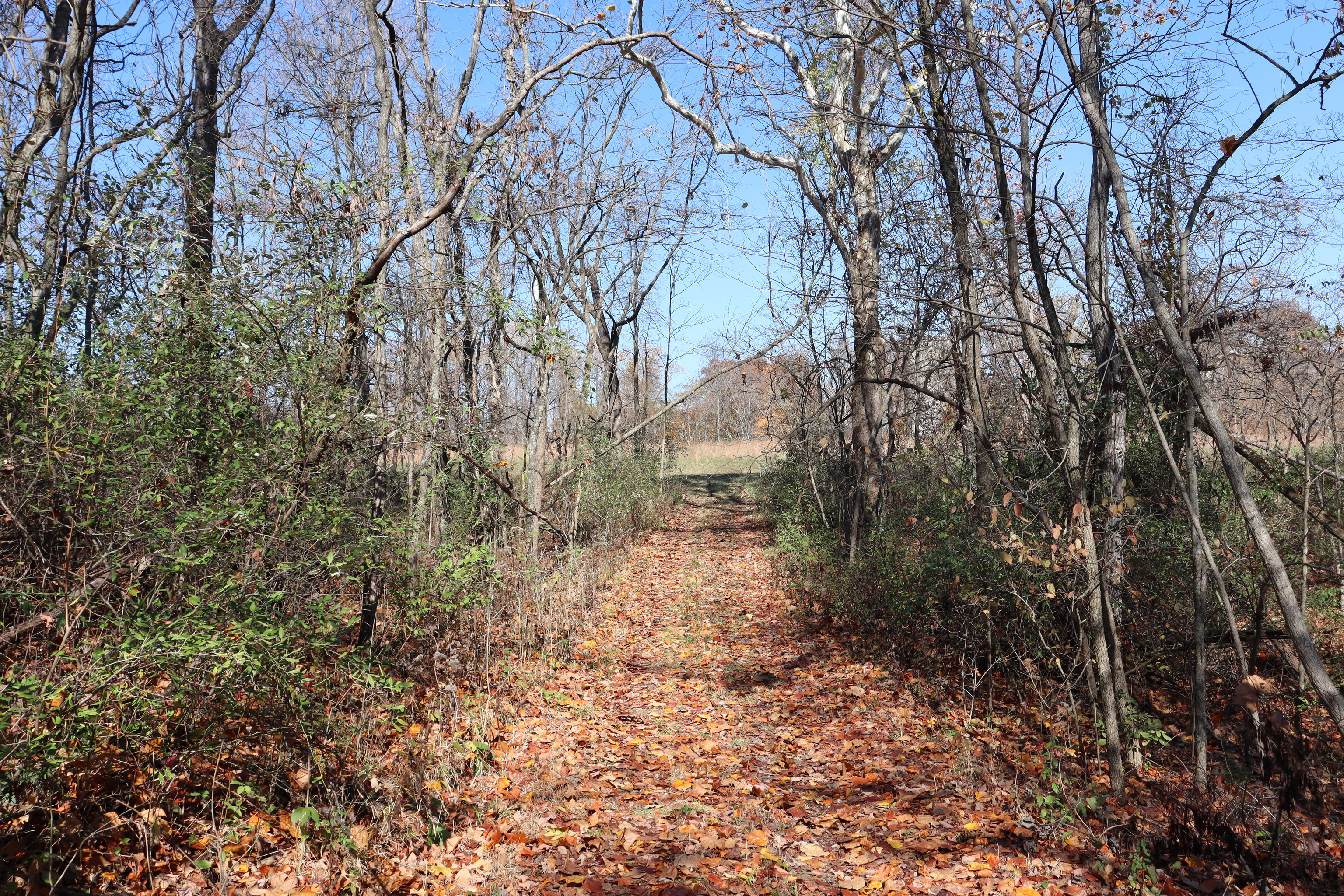 8002 Neill Road Bloomfield, IN 47424 - Photo 79 of 98