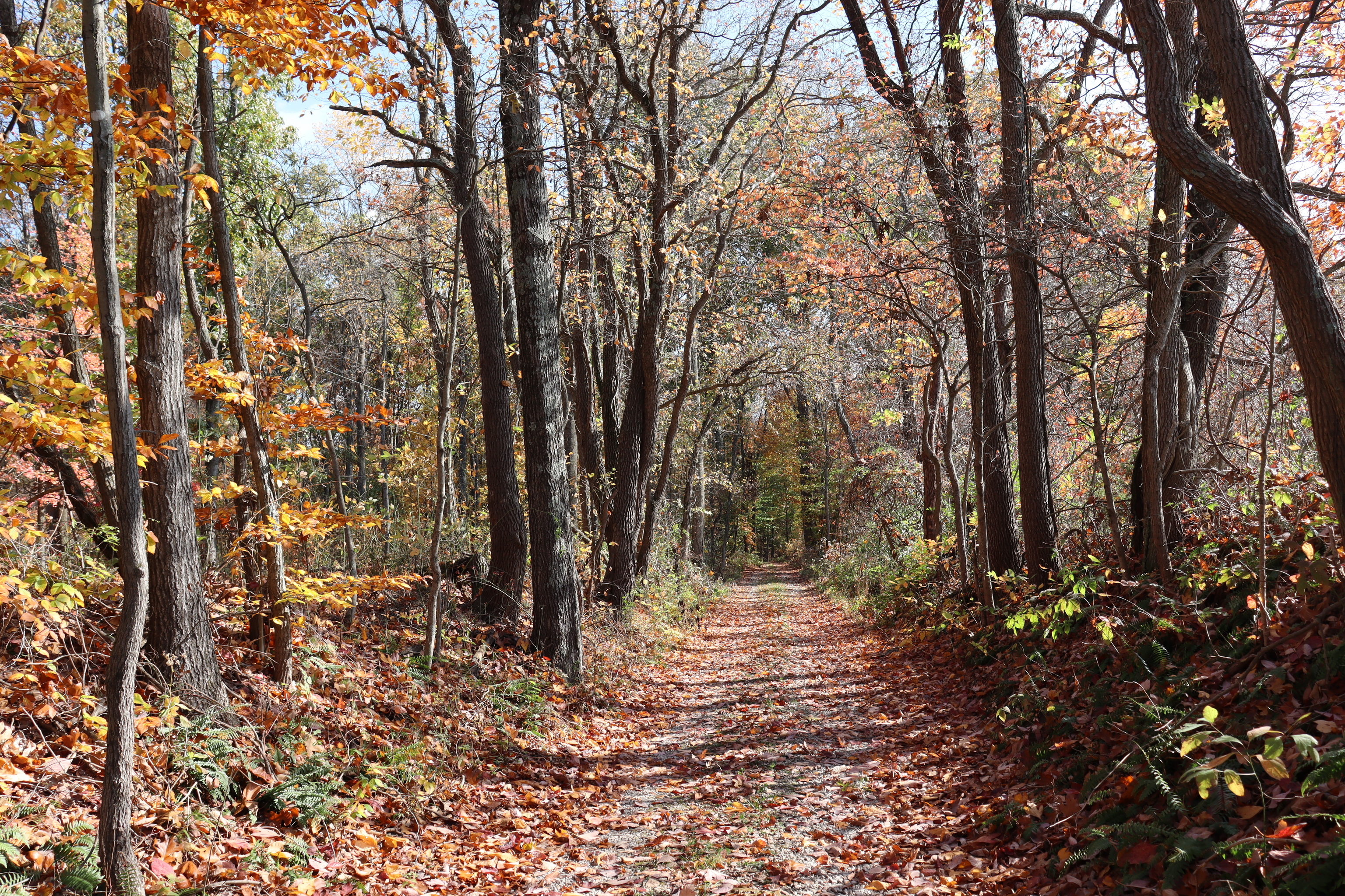 8002 Neill Road Bloomfield, IN 47424 - Photo 9 of 98