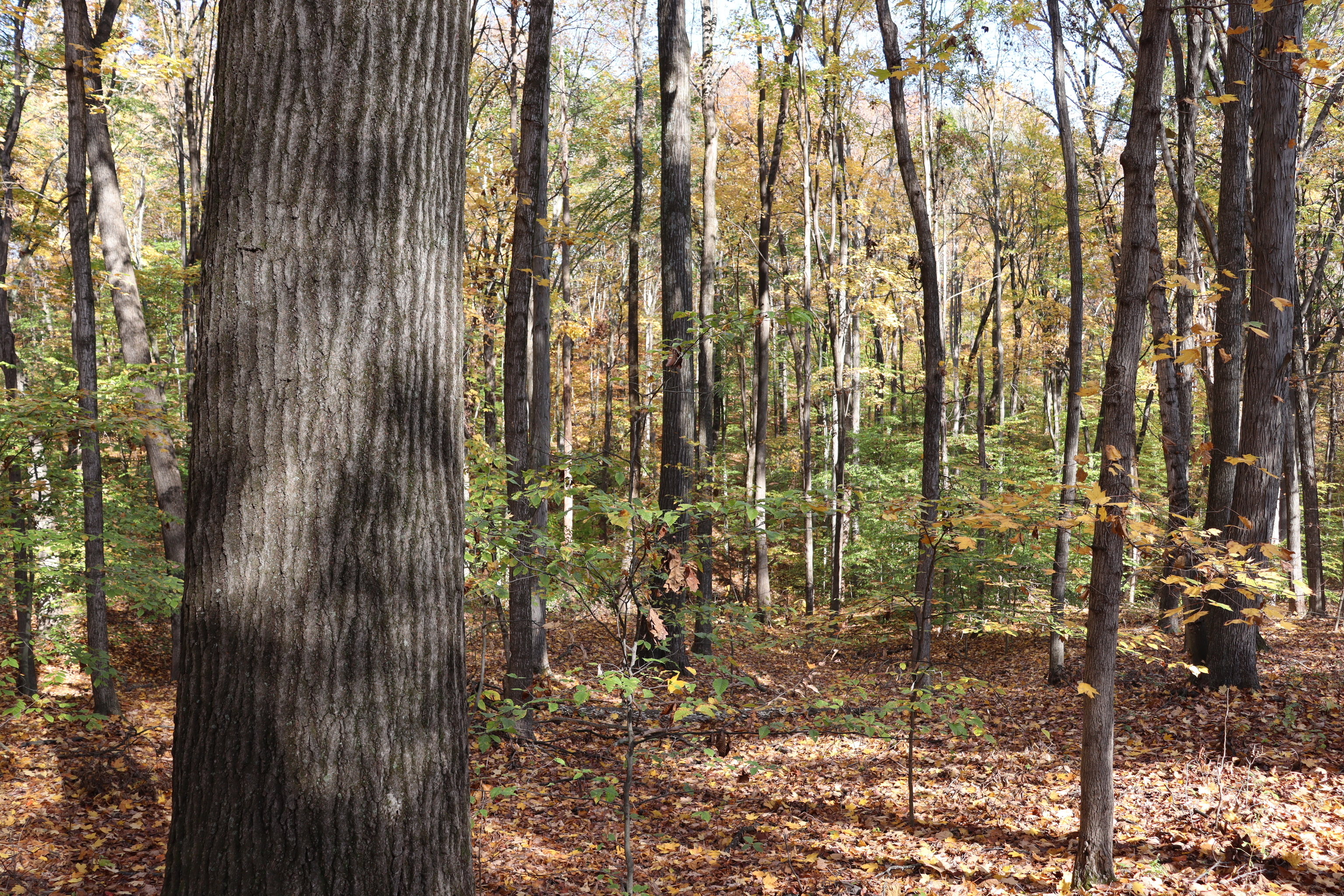 8002 Neill Road Bloomfield, IN 47424 - Photo 10 of 98