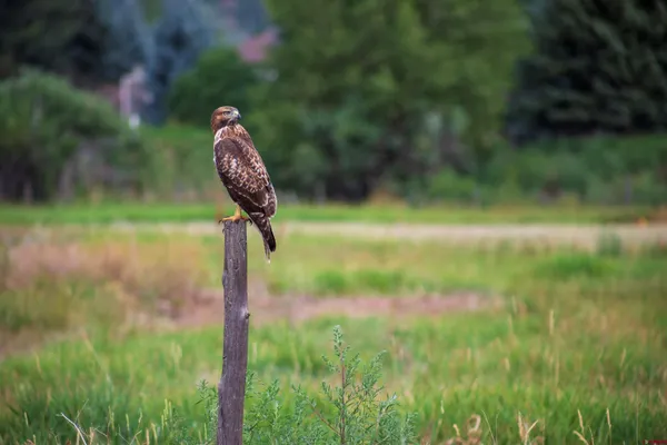 a close up of a sink in a garden