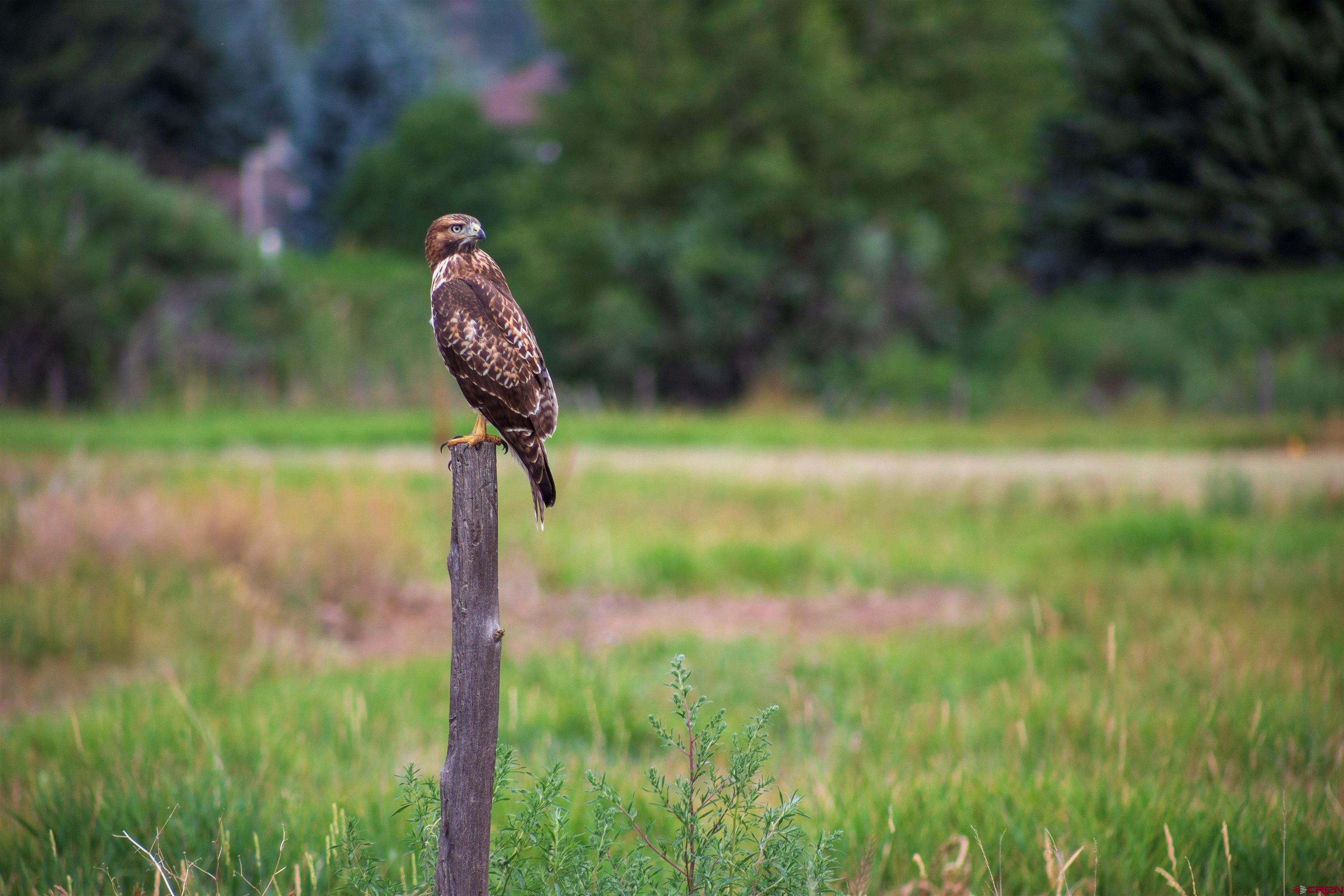 74 West Dalton Road Durango, CO 81301 - Photo 2 of 29
