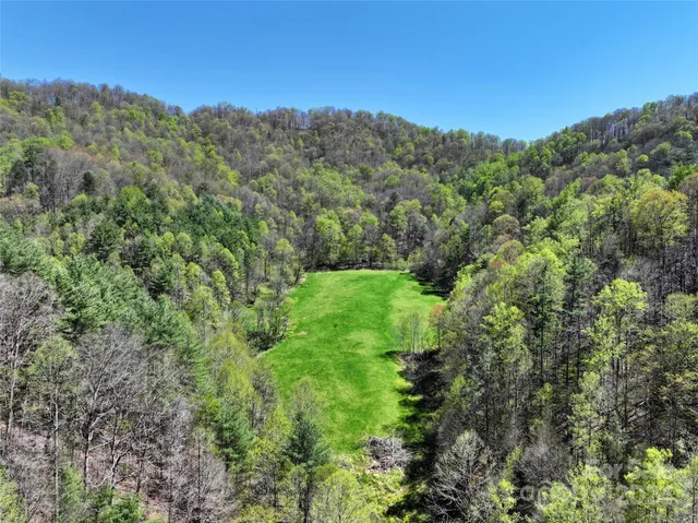 a view of a lush green forest with trees in the background