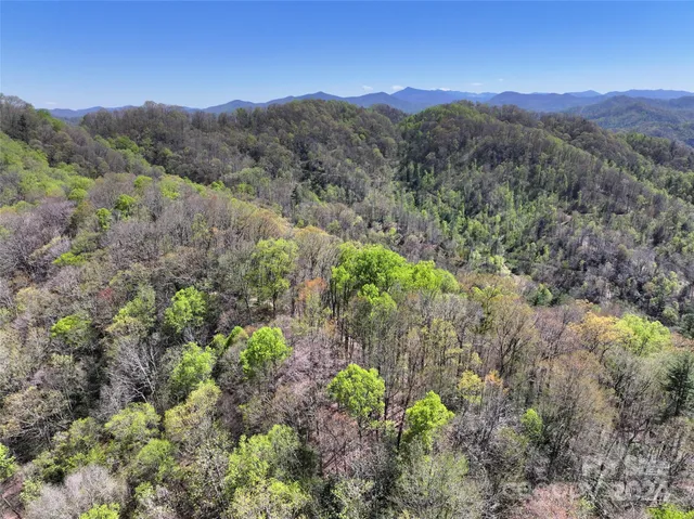 a view of a lush green forest with trees in the background