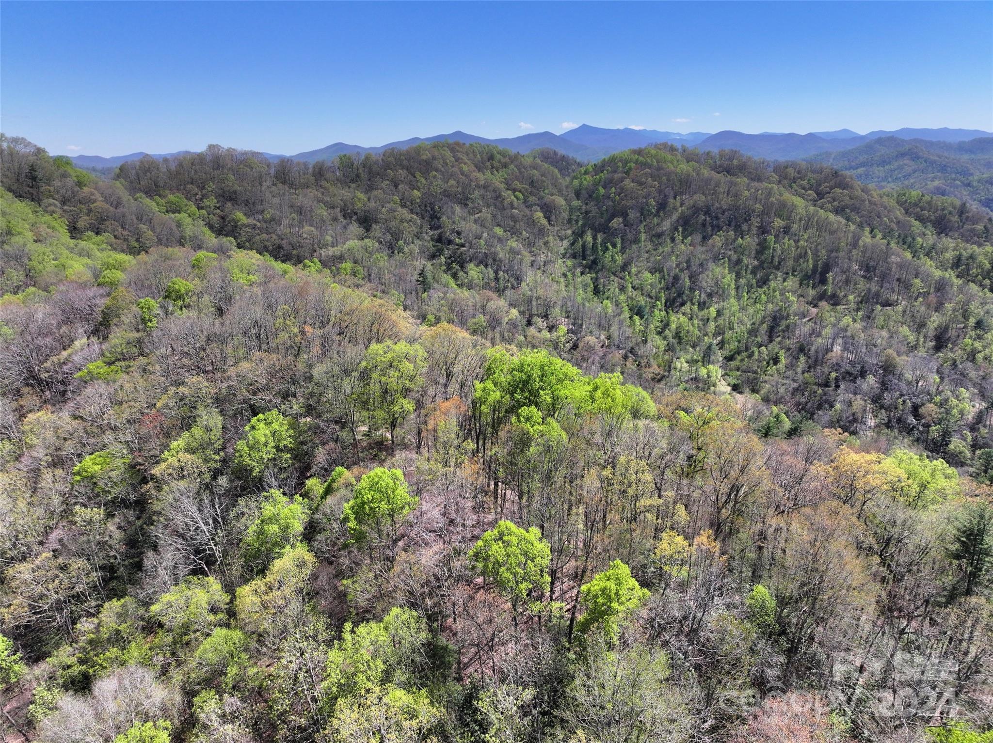 2180 Pigeon Roost Road Green Mountain, NC 28740 - Photo 36 of 47 a view of a lush green forest with trees in the background