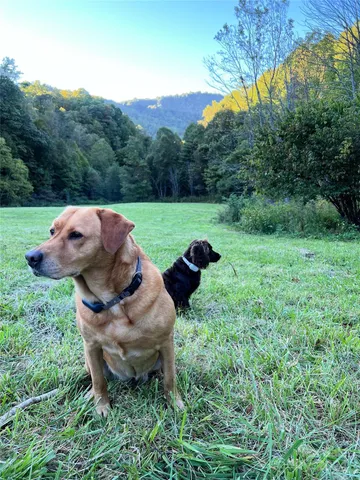 a view of a couches in a backyard