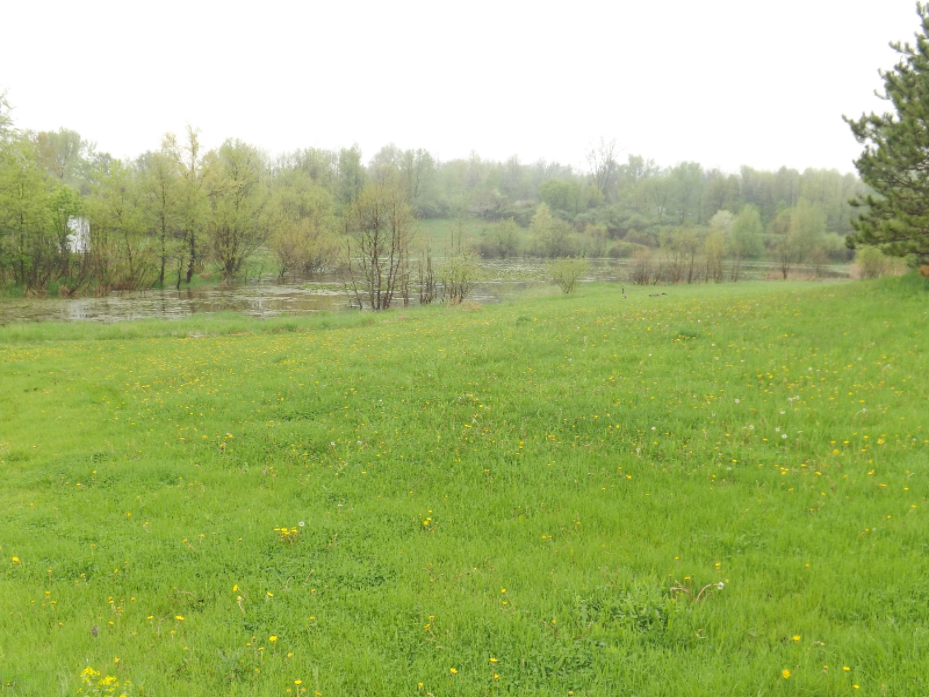 Parcel A Solomon Road Middleville, MI 49333 - Photo 11 of 49 DSCF7157