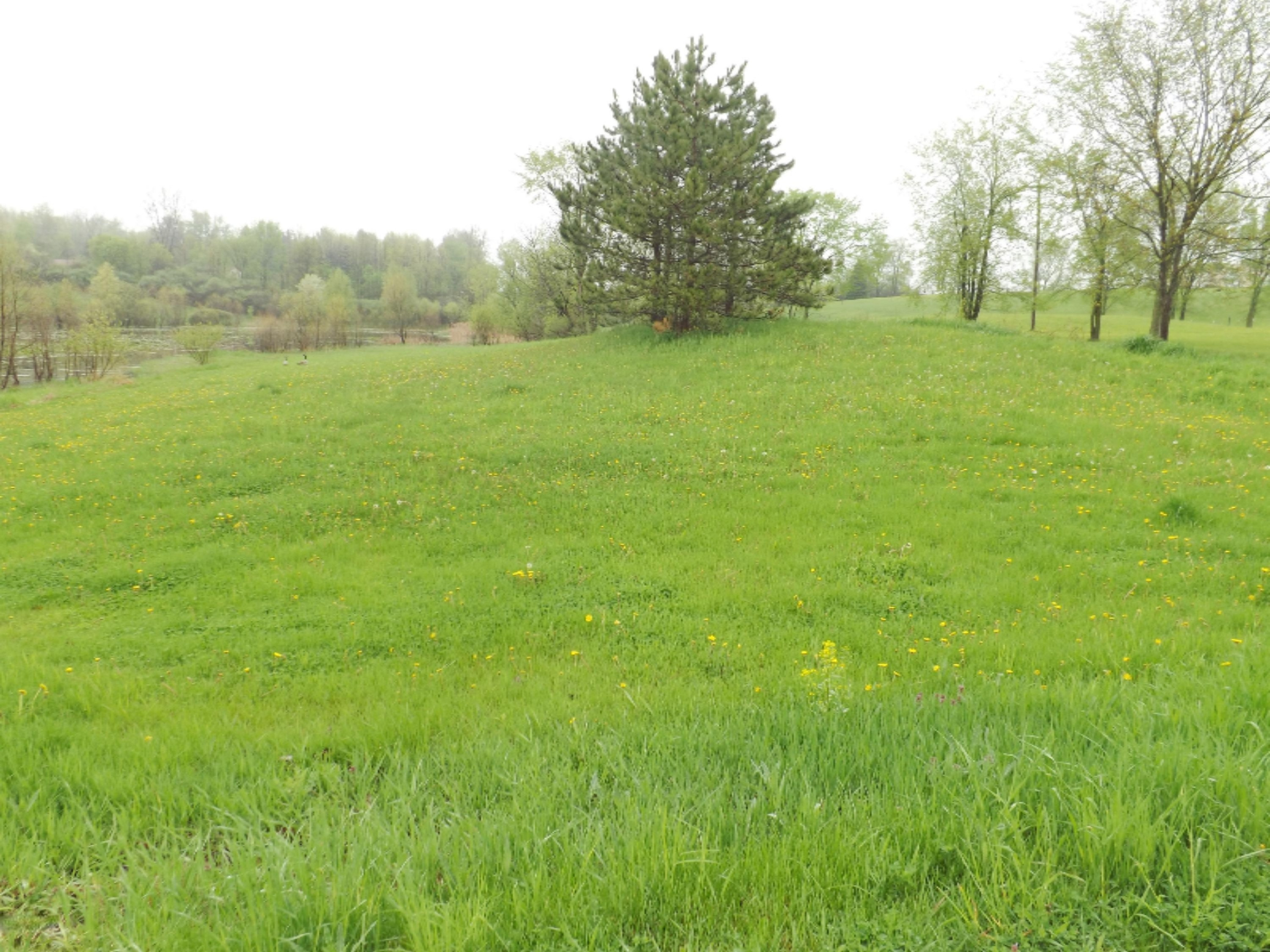 Parcel A Solomon Road Middleville, MI 49333 - Photo 10 of 49 DSCF7156
