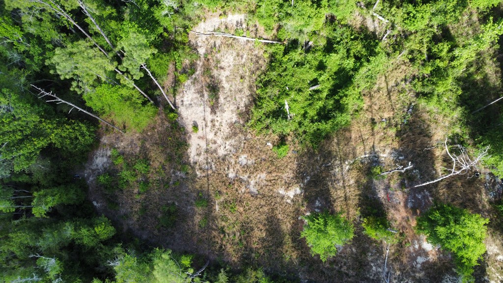 147 Faison Road Wewahitchka, FL 32465 - Photo 4 of 12