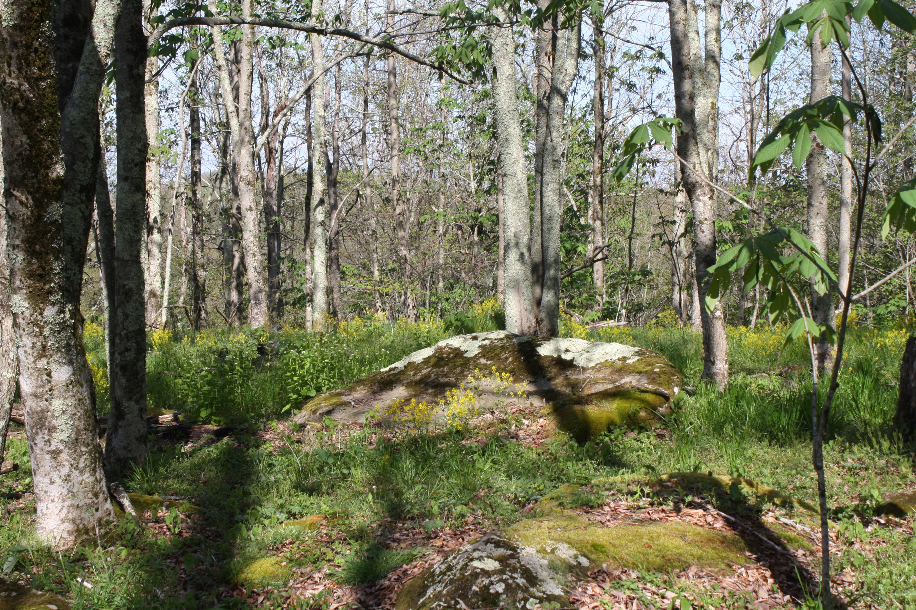 1161 Plumley Mountain Road Sandstone, WV 25985 - Photo 92 of 138 Gallery Image 92