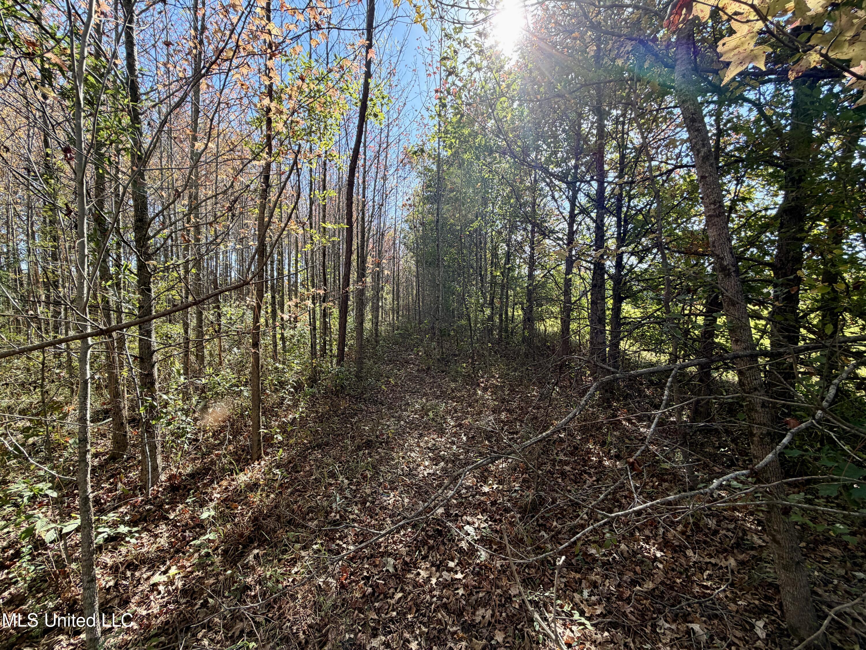 6803 Bowling Green Road Durant, MS 39063 - Photo 5 of 23 IMG_0497