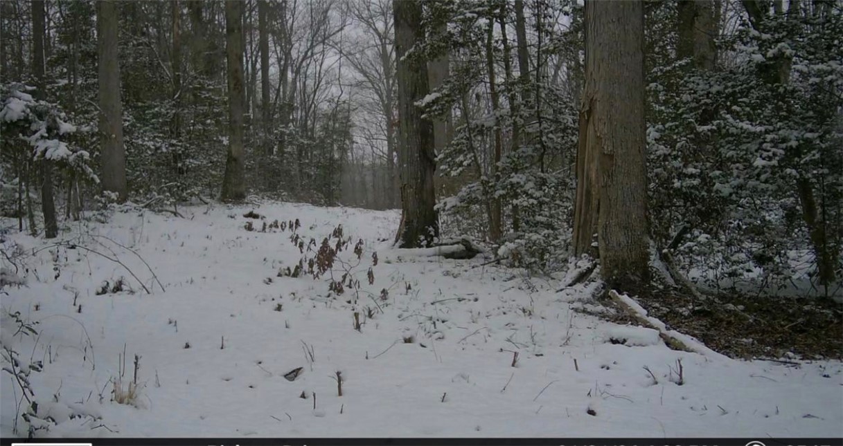 Lot 4 Pickens Drive Pendleton, SC 29670 - Photo 3 of 5