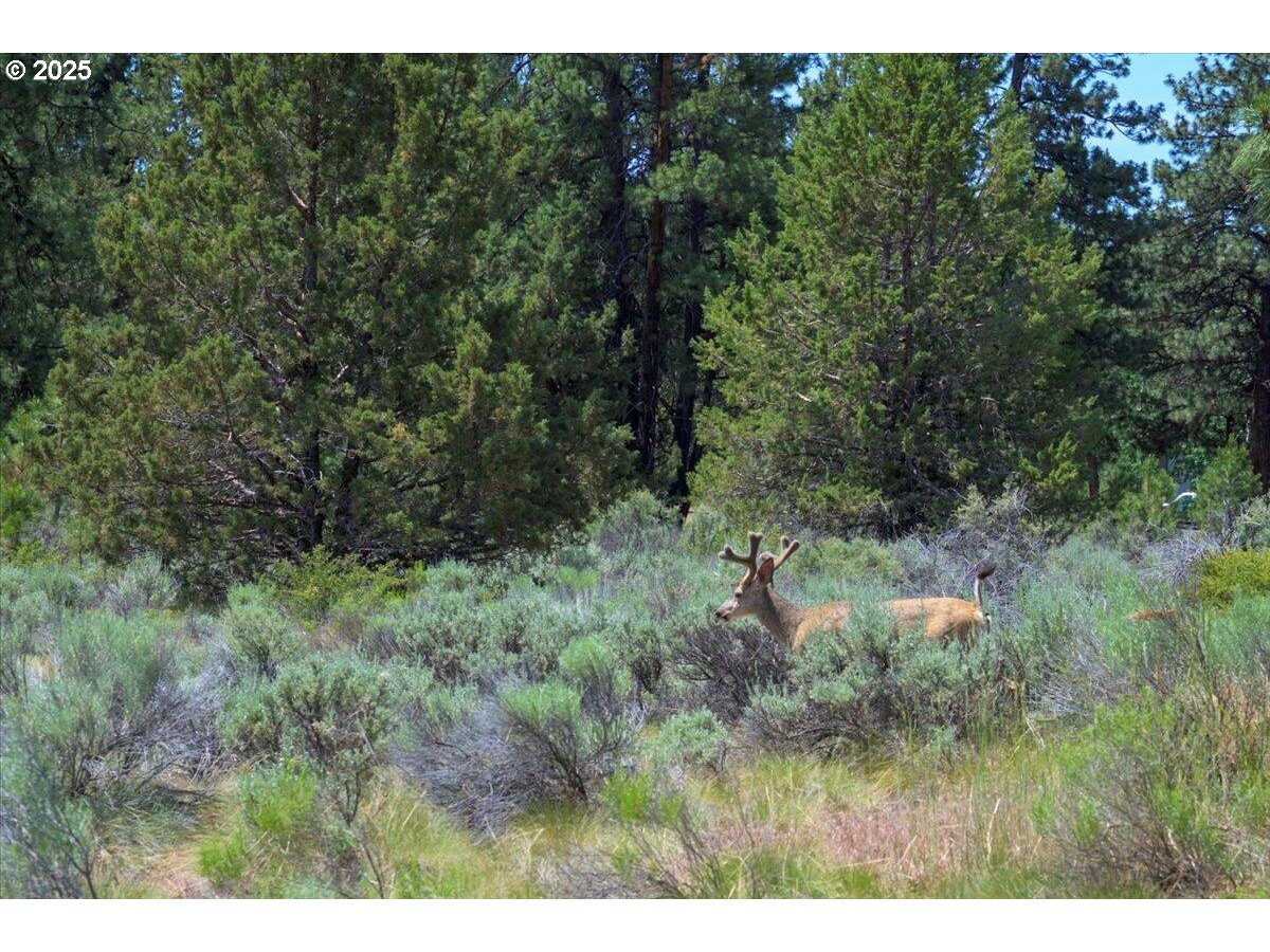 19723 Buck Canyon Road Bend, OR 97702 - Photo 48 of 48 a view of a forest with a tree