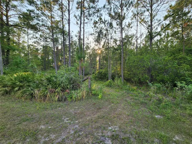 a view of a yard with plants and trees