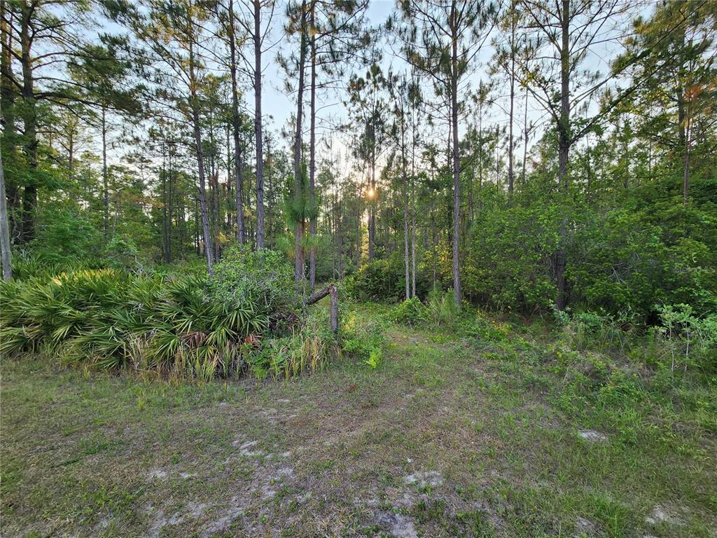 8 Tamarac Street Eustis, FL 32736 - Photo 2 of 7 a view of a forest with trees in the background