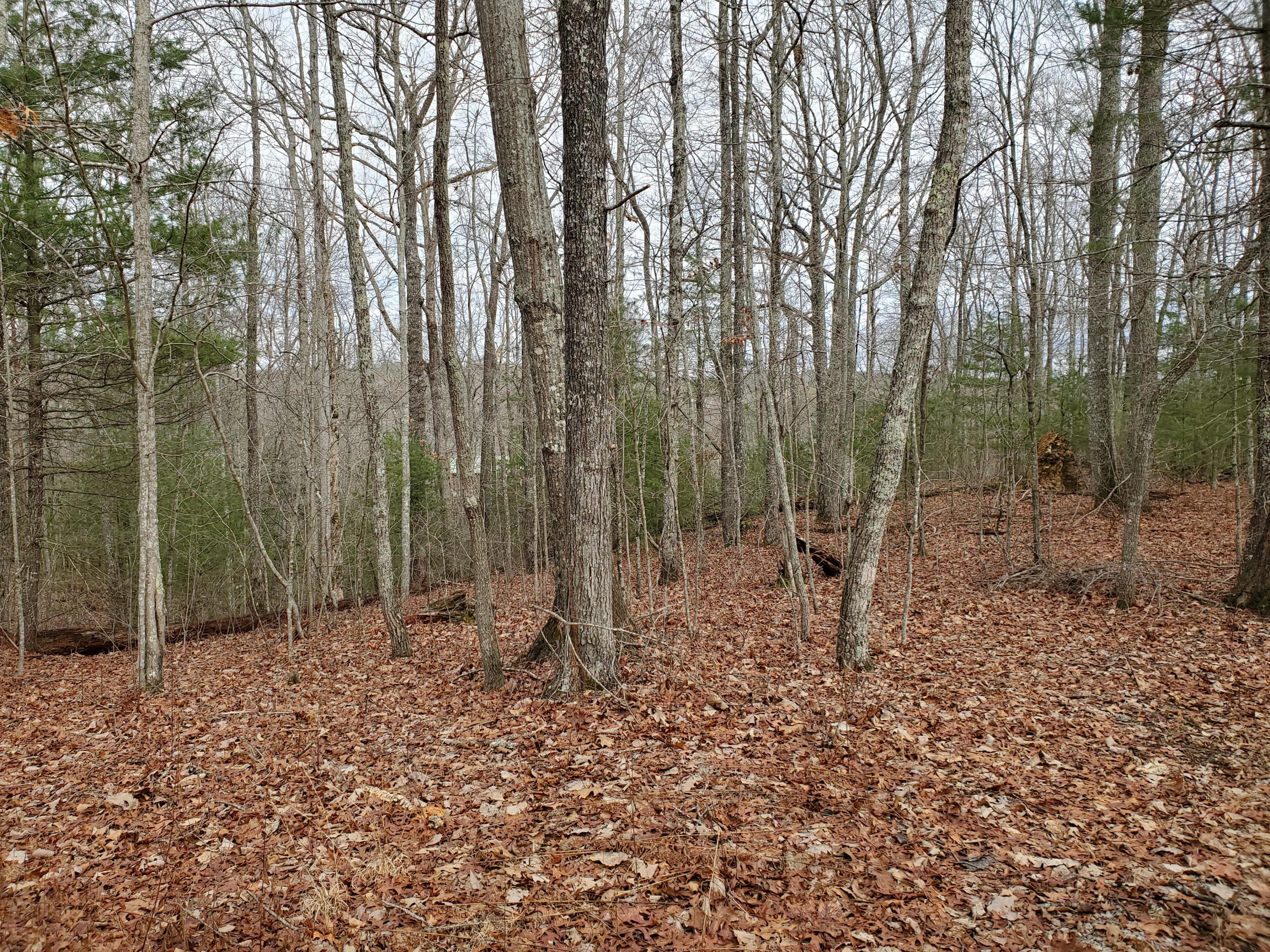 Yellow Nugget Road Tellico Plains, TN 37385 - Photo 3 of 6 20210117_123430