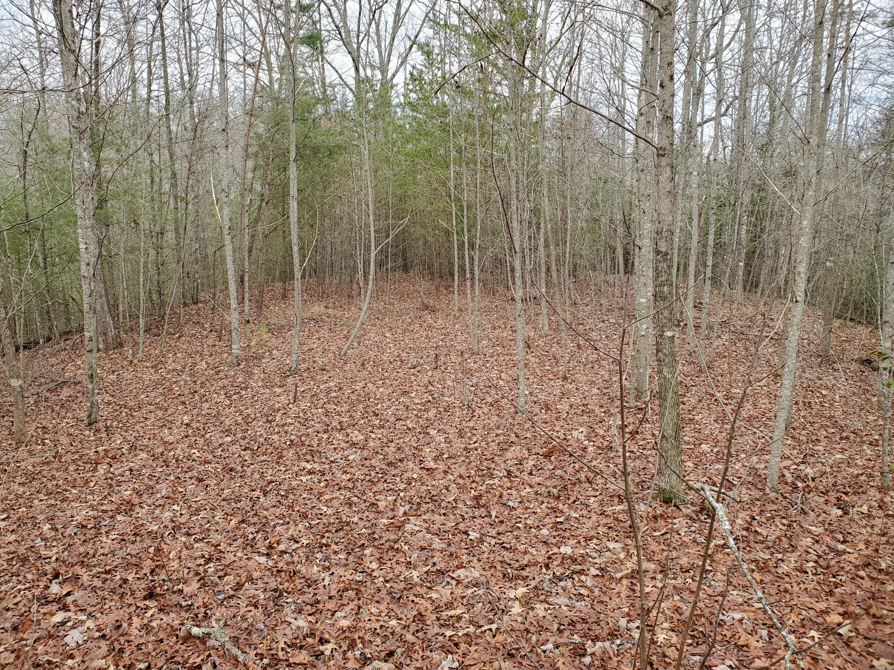 Yellow Nugget Road Tellico Plains, TN 37385 - Photo 5 of 6 20210117_123530
