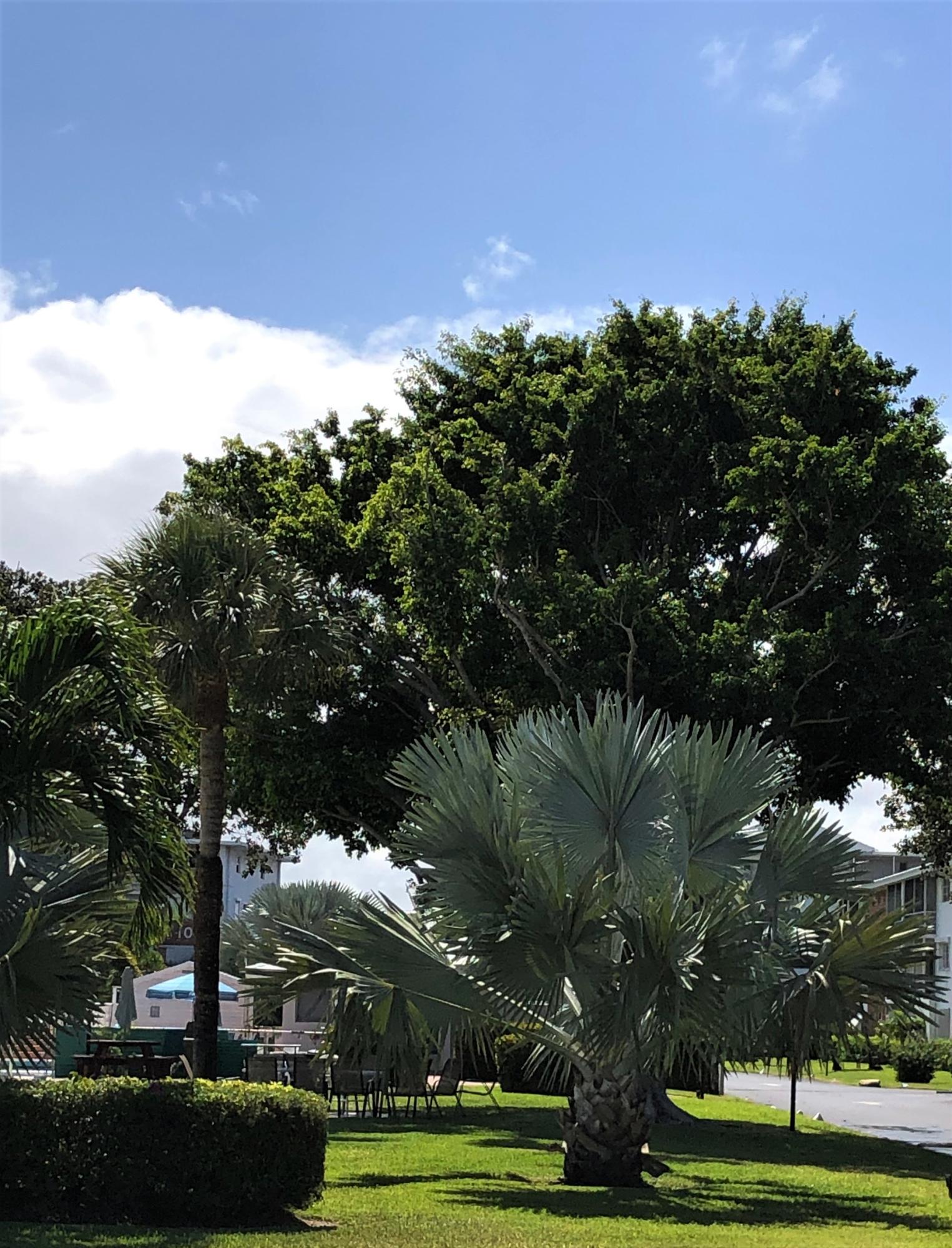 25 Southeast 13th Street, Unit A1 Boca Raton, FL 33432 - Photo 18 of 24 LUSH LANDSCAPING