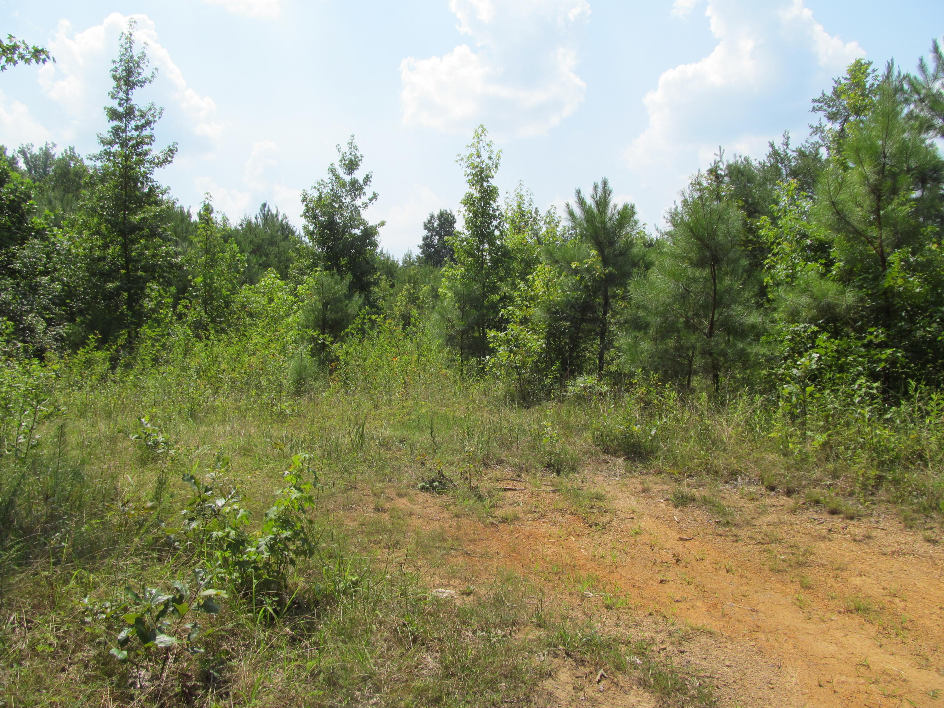 779 Co Road Riceville, TN 37370 - Photo 1 of 3 IMG_3577