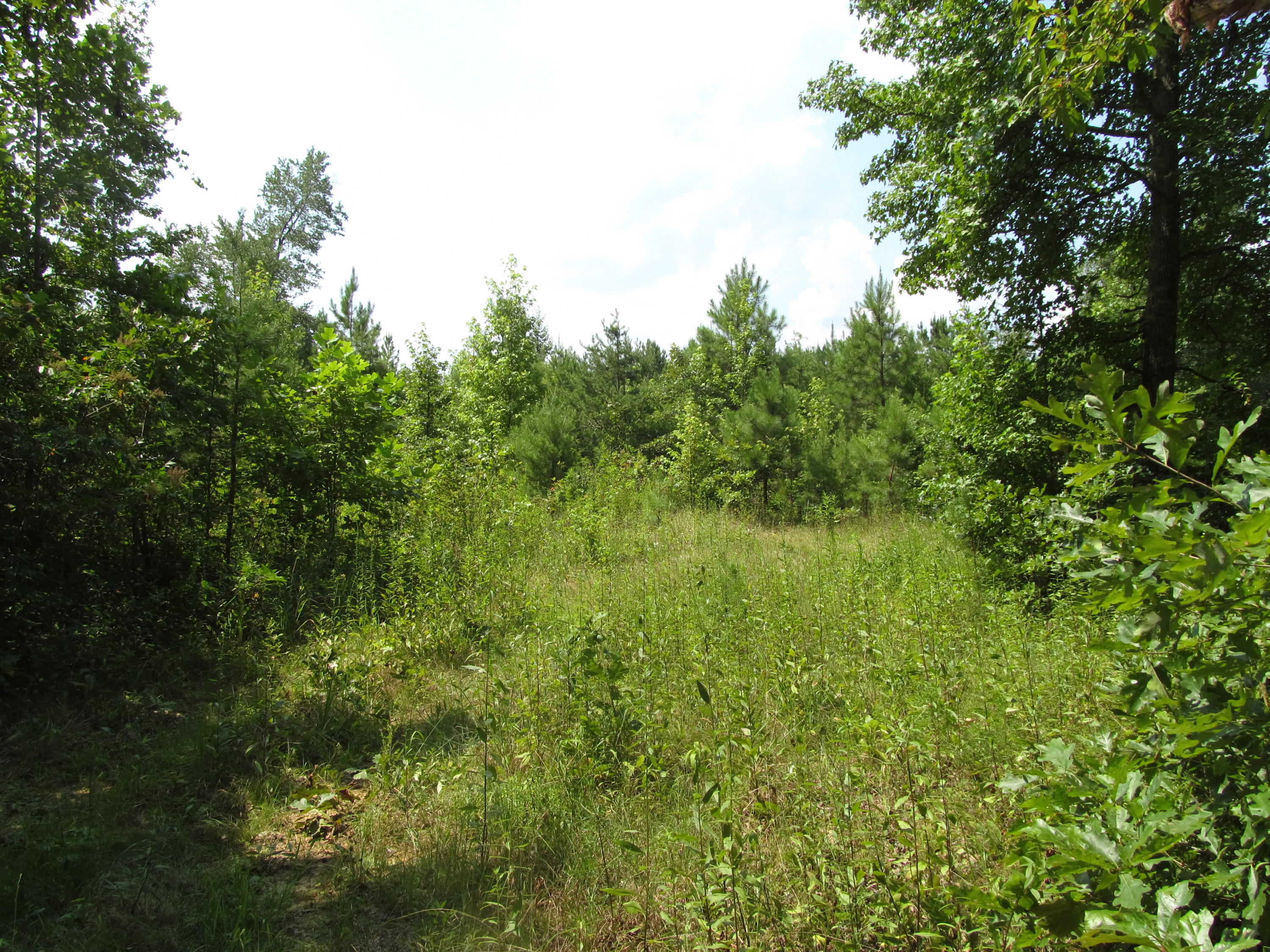 779 Co Road Riceville, TN 37370 - Photo 3 of 3 IMG_3583