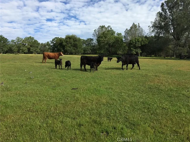 a view of backyard with seating area and trees