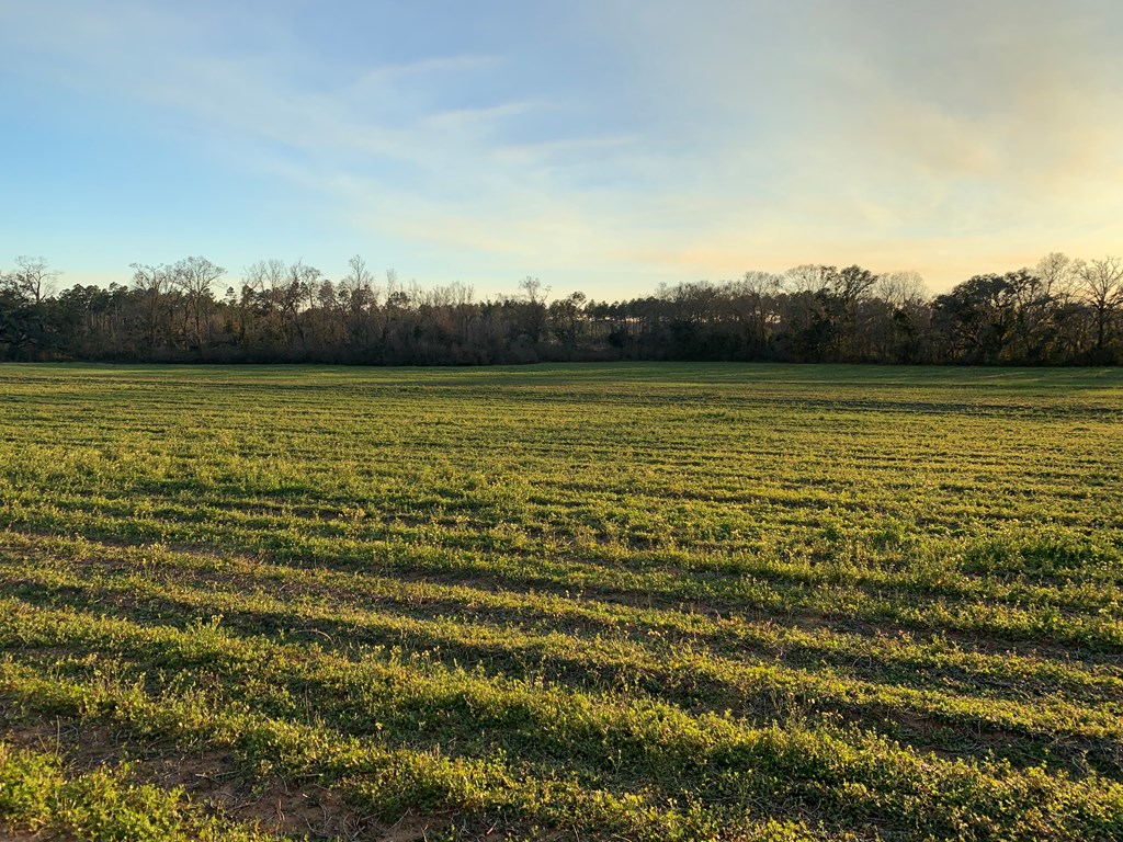 0 South Rambo Mill Road Cottonwood, AL 36320 - Photo 14 of 18