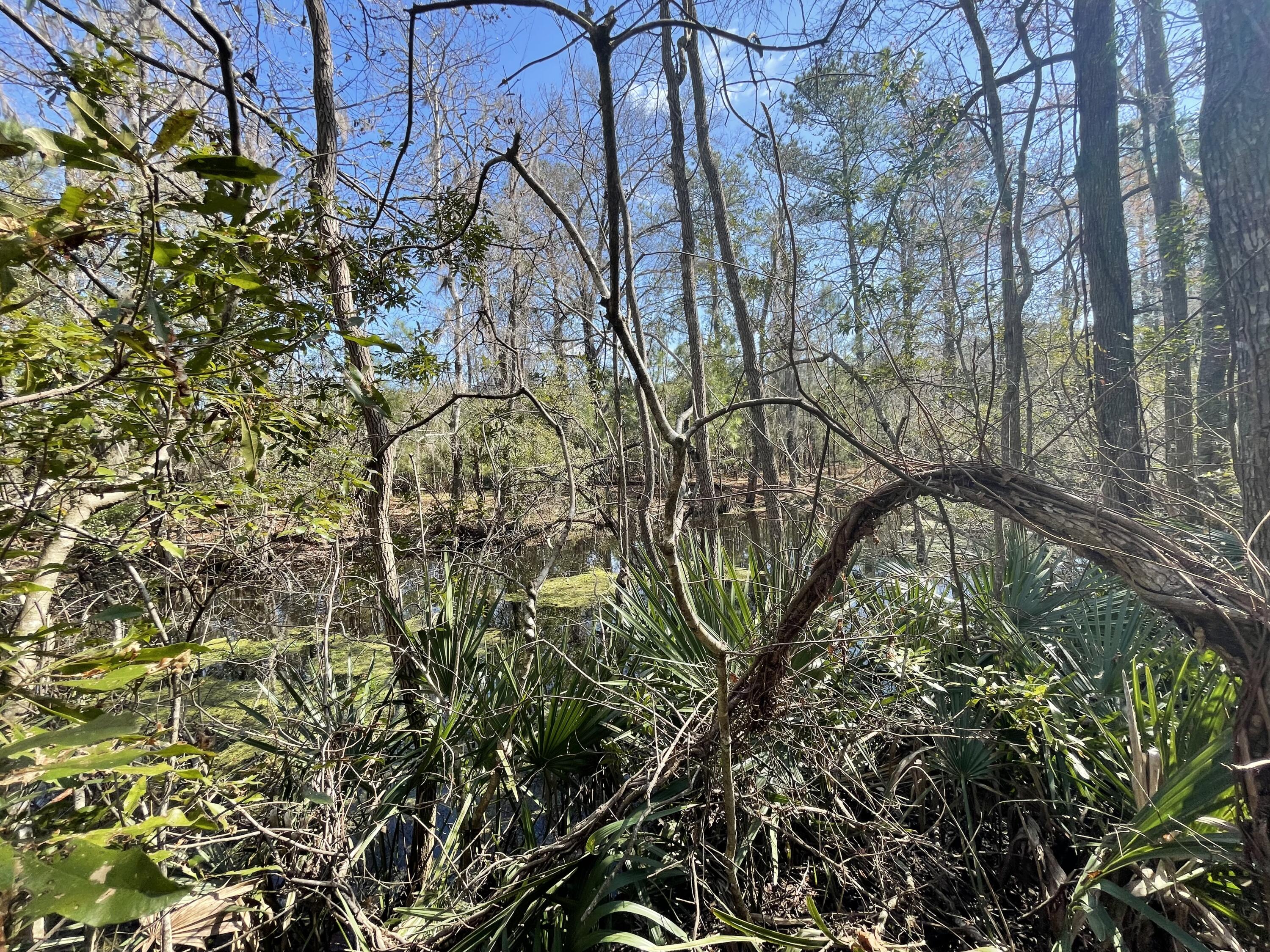 0 Wee Hope Loop Walterboro, SC 29488 - Photo 3 of 7 88A03371-9764-42C6-A7C9-E2FF35E5BDA3