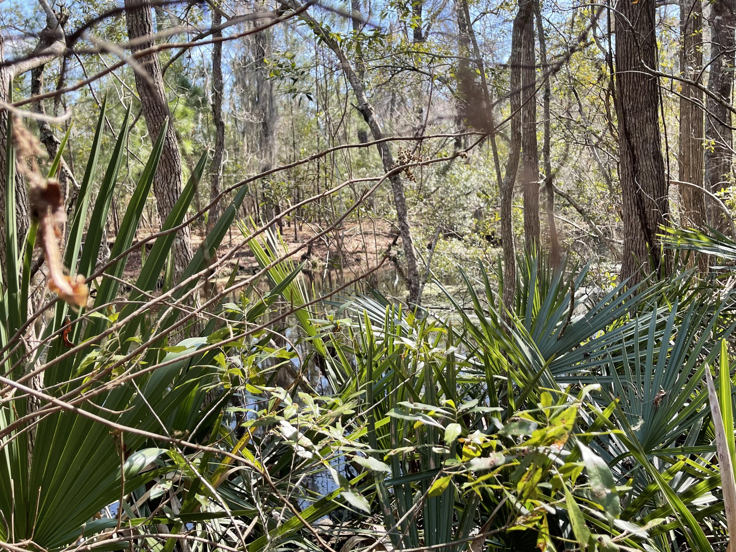 0 Wee Hope Loop Walterboro, SC 29488 - Photo 6 of 7 363EED4B-A10F-4A08-B61A-C192BF4DD648