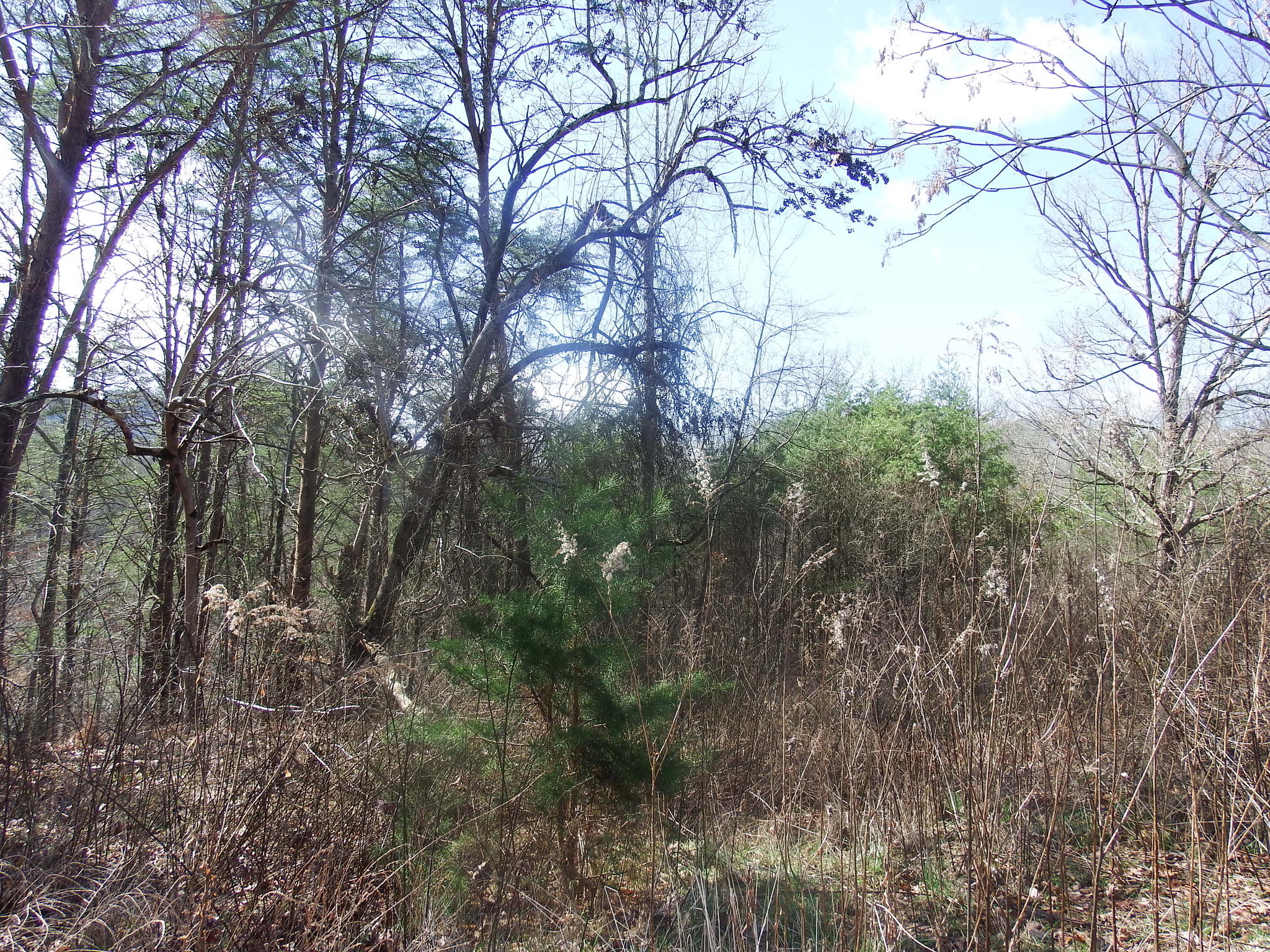 35.38 Haley Road Whitwell, TN 37397 - Photo 11 of 24 DF17614A-12E8-4E60-9998-1FDE6594E235
