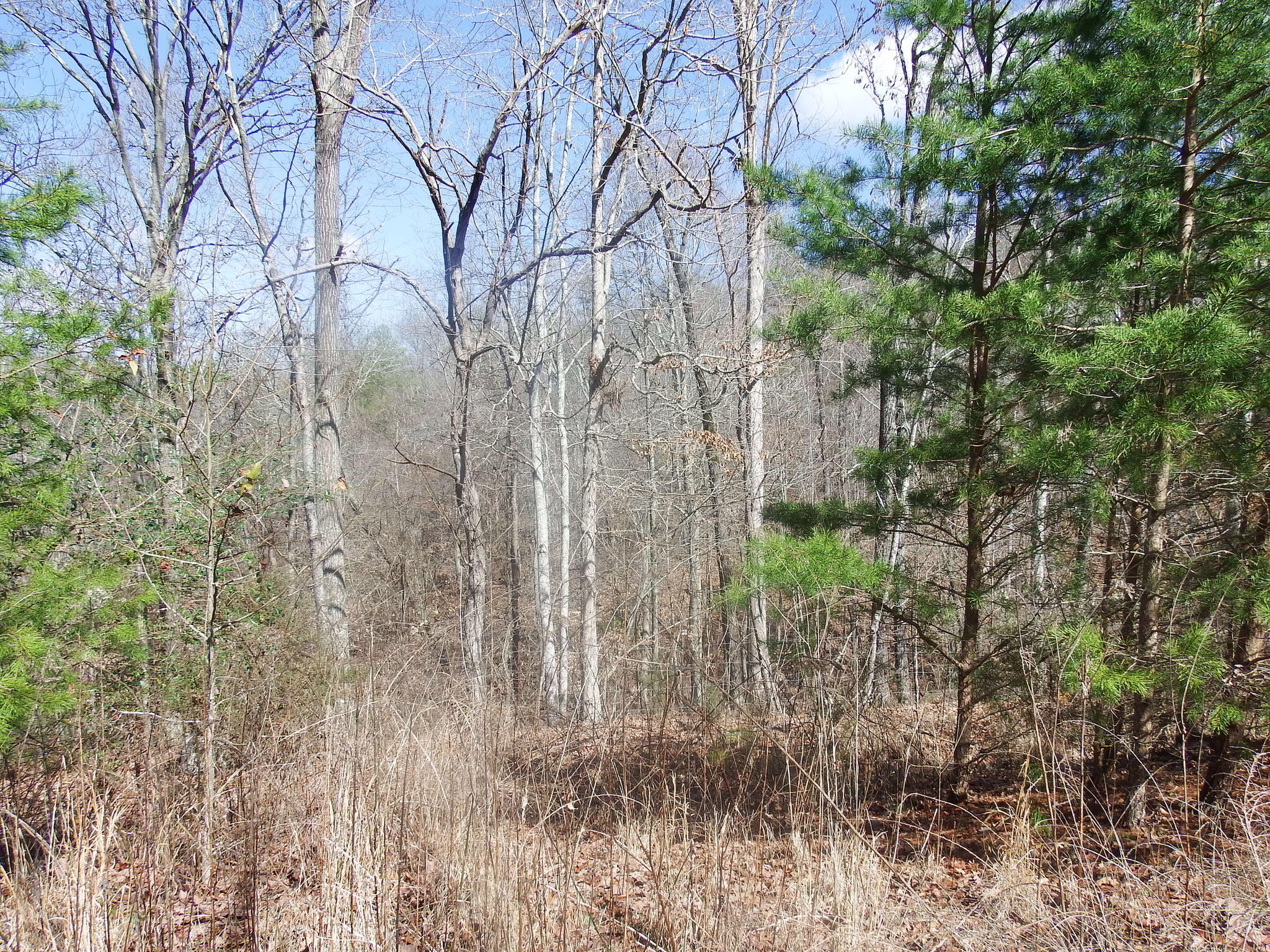 35.38 Haley Road Whitwell, TN 37397 - Photo 9 of 24 FEB97F8E-6DB9-448B-8742-D8986CA3931A