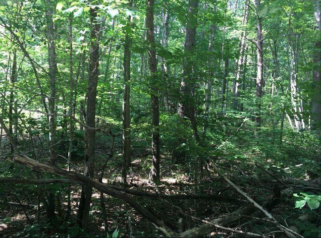 2251 Little Bend Road Signal Mountain, TN 37377 - Photo 4 of 11 20190617165143897906000000-o