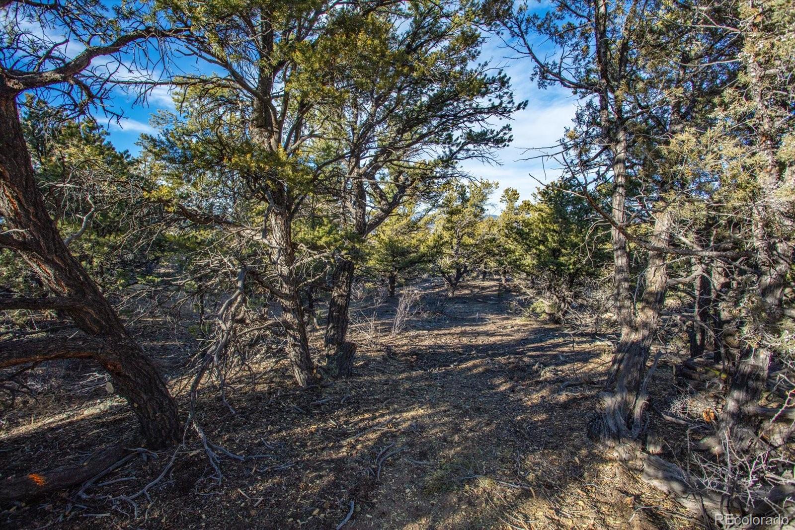 5450 Longbranch Road Salida, CO 81201 - Photo 22 of 28 a view of a forest with trees