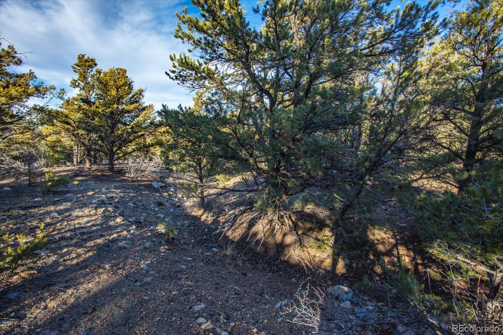 5450 Longbranch Road Salida, CO 81201 - Photo 23 of 28 a view of tree