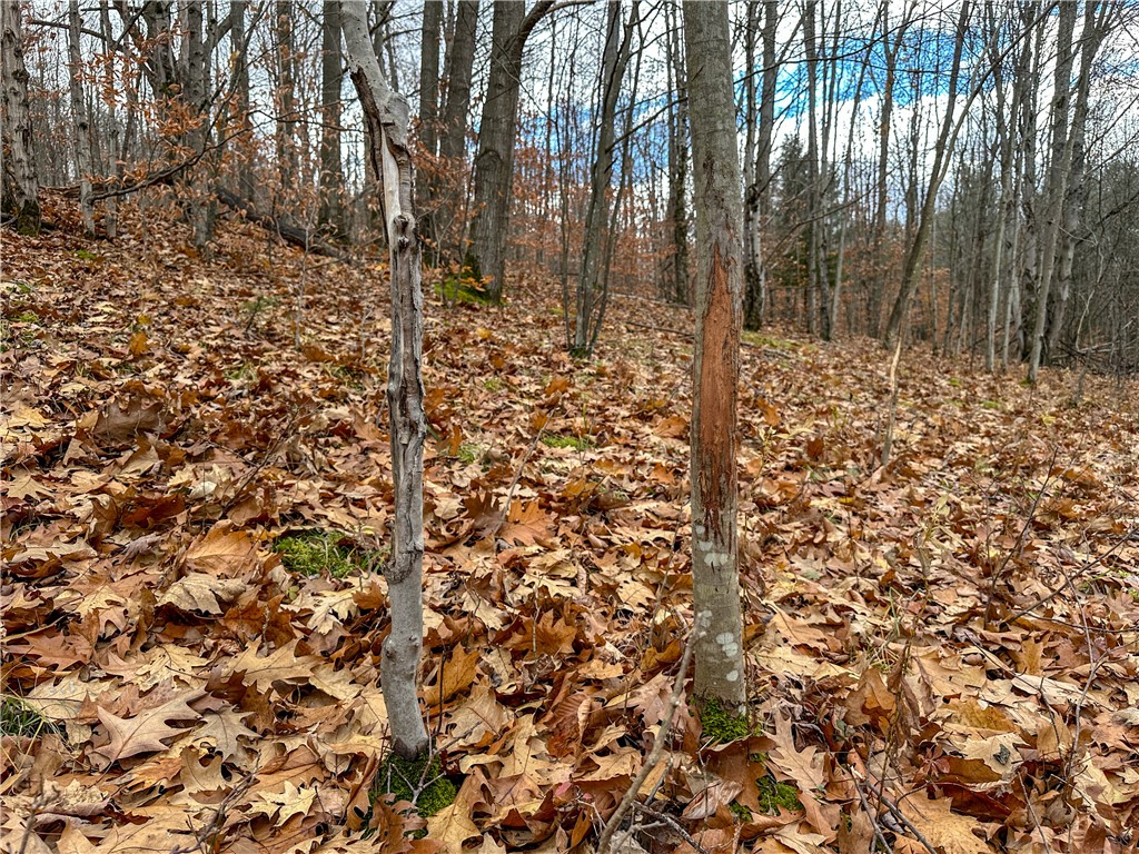 Trapping Brook Road Wellsville, NY 14895 - Photo 12 of 50