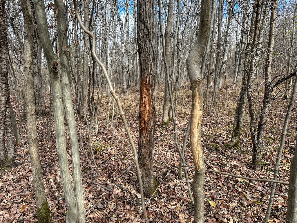 Trapping Brook Road Wellsville, NY 14895 - Photo 2 of 50