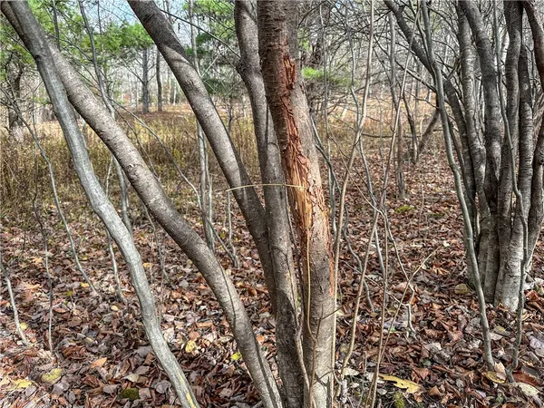 $214,900 | Trapping Brook Road, Wellsville, NY 14895