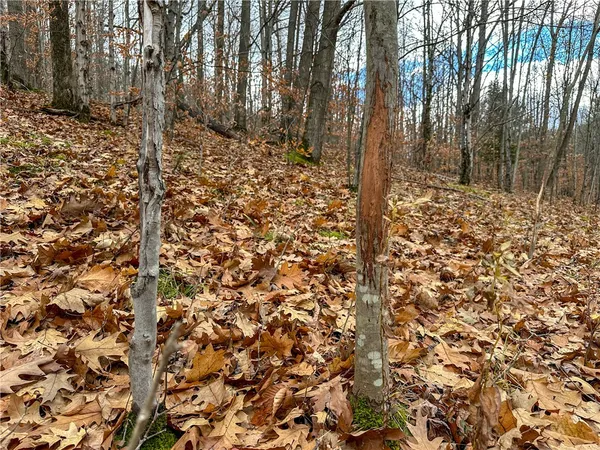 $214,900 | Trapping Brook Road, Wellsville, NY 14895